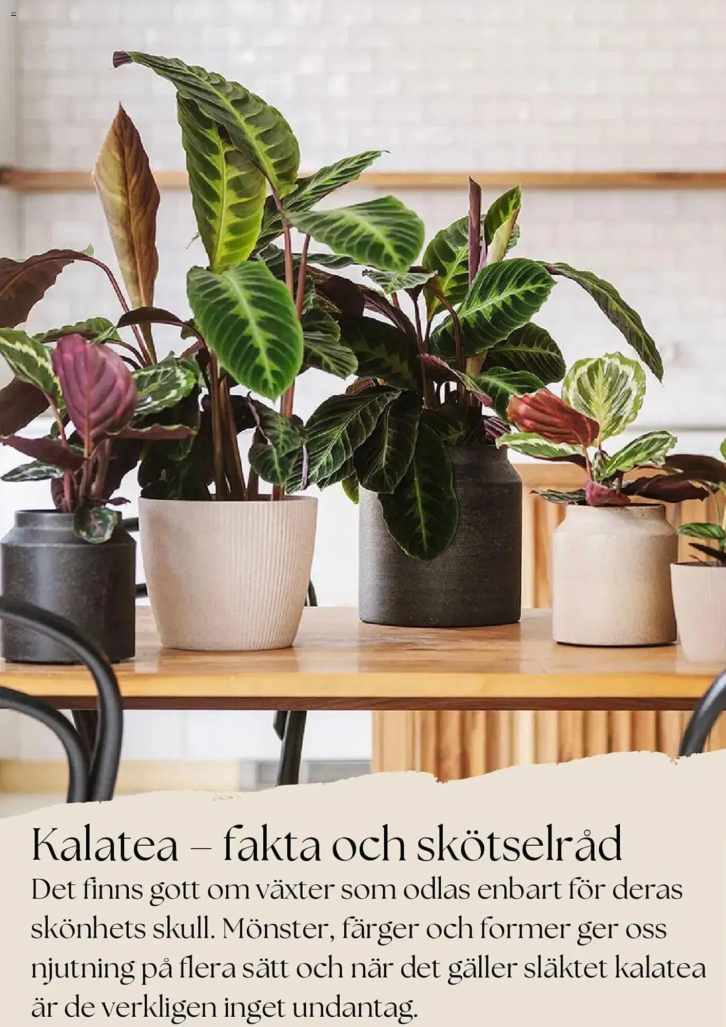 Plantagen reklamblad från 1 mars till 31 mars 2025 - Reklamblad sidor 6
