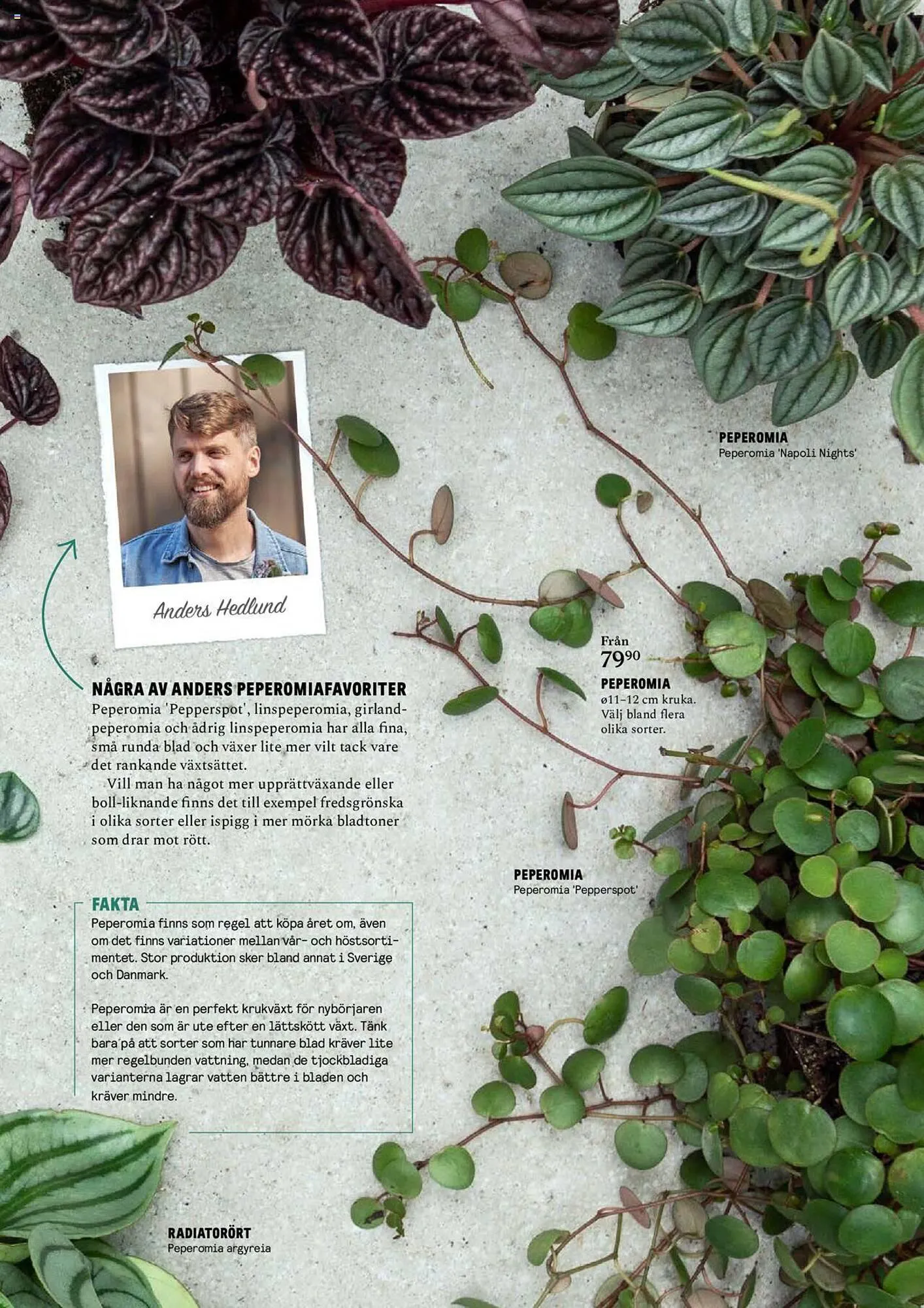 Blomsterlandet reklamblad från 25 september till 1 oktober 2023 - Reklamblad sidor 13