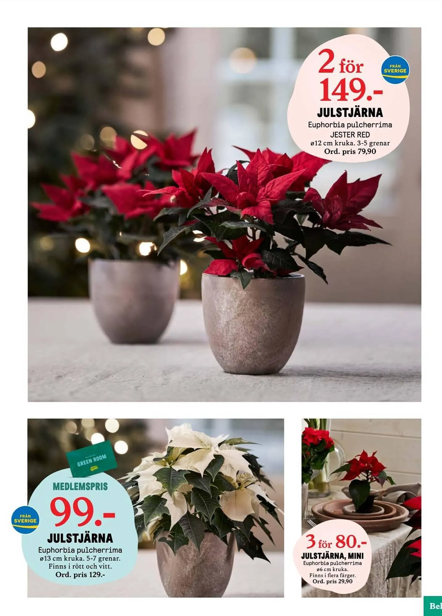 Blomsterlandet reklamblad från 20 november till 26 november 2023 - Reklamblad sidor 3
