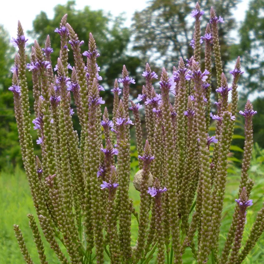 Blåverbena