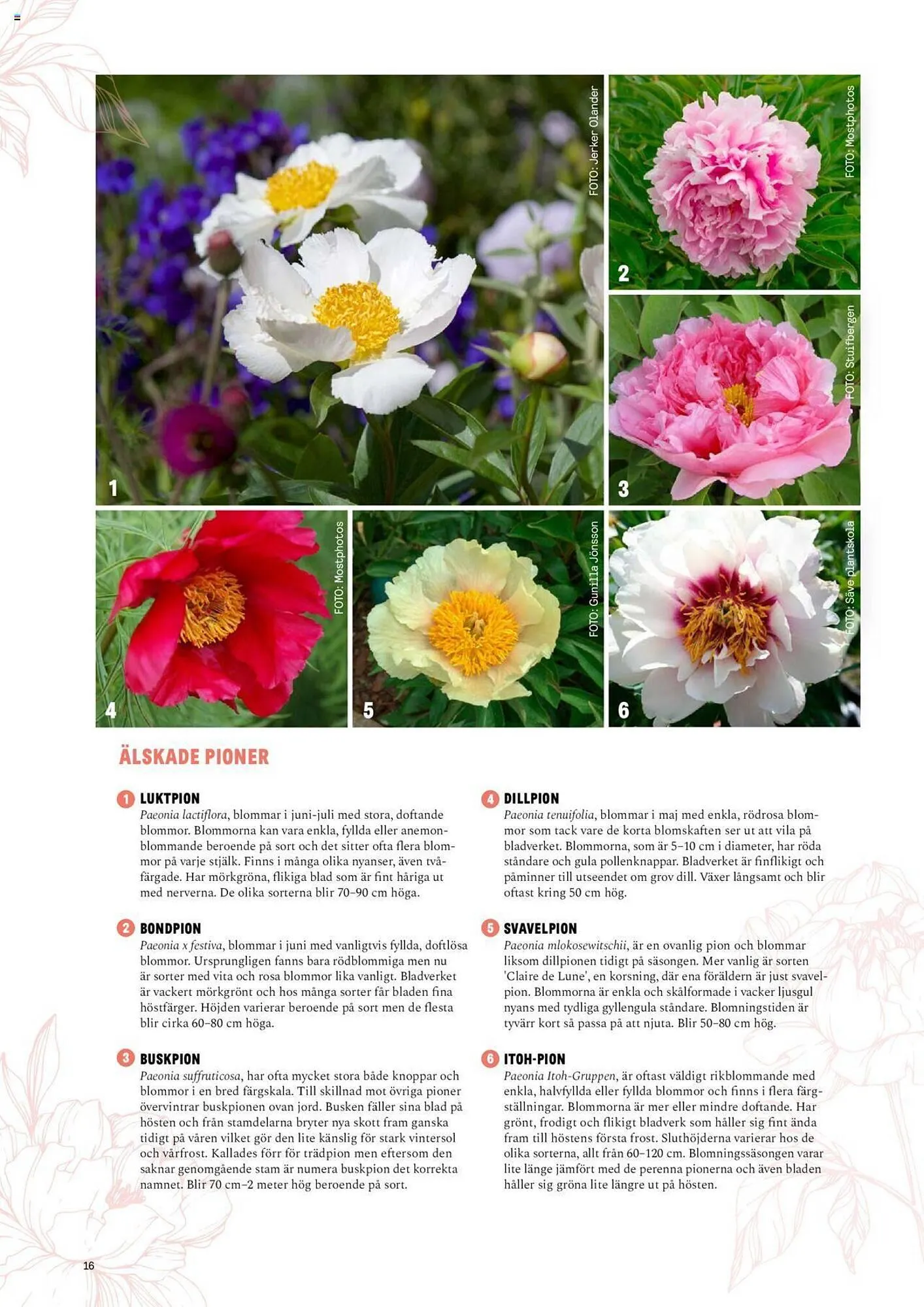 Blomsterlandet reklamblad från 13 maj till 26 maj 2024 - Reklamblad sidor 16