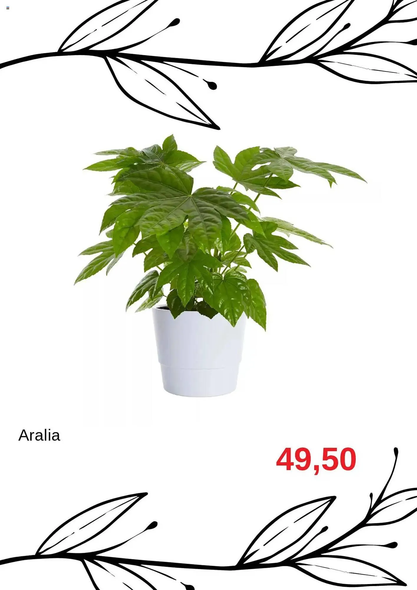 Blomsterlandet reklamblad från 11 augusti till 31 augusti 2025 - Reklamblad sidor 7
