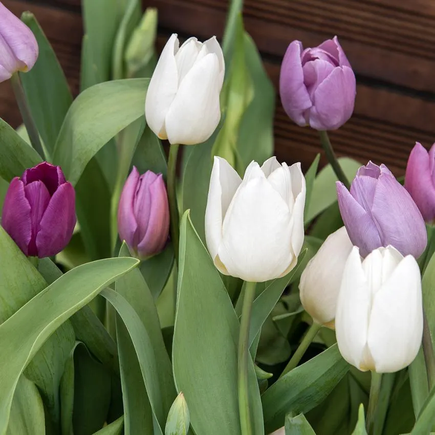 Triumftulpan 'Pastel Mix' 40 st