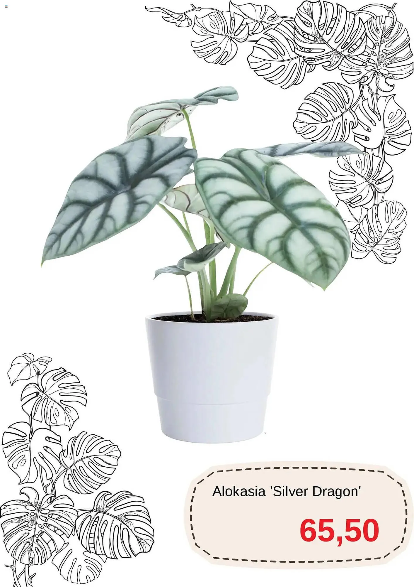 Blomsterlandet reklamblad från 15 januari till 26 januari 2026 - Reklamblad sidor 3