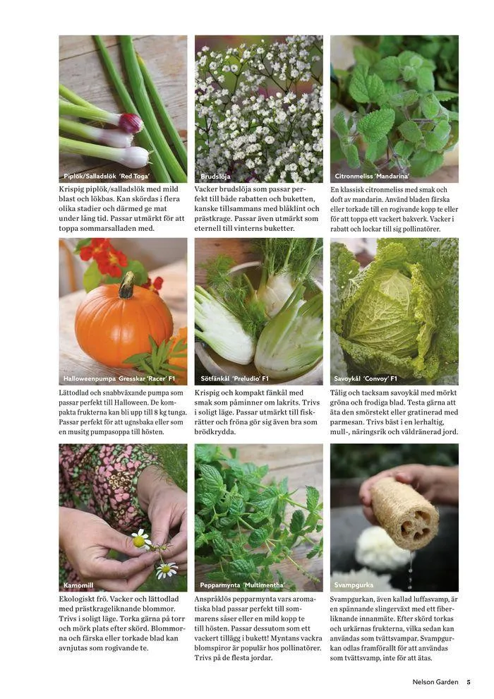 Nelson Gardens frökatalog 2024 är här! från 6 mars till 31 december 2024 - Reklamblad sidor 5