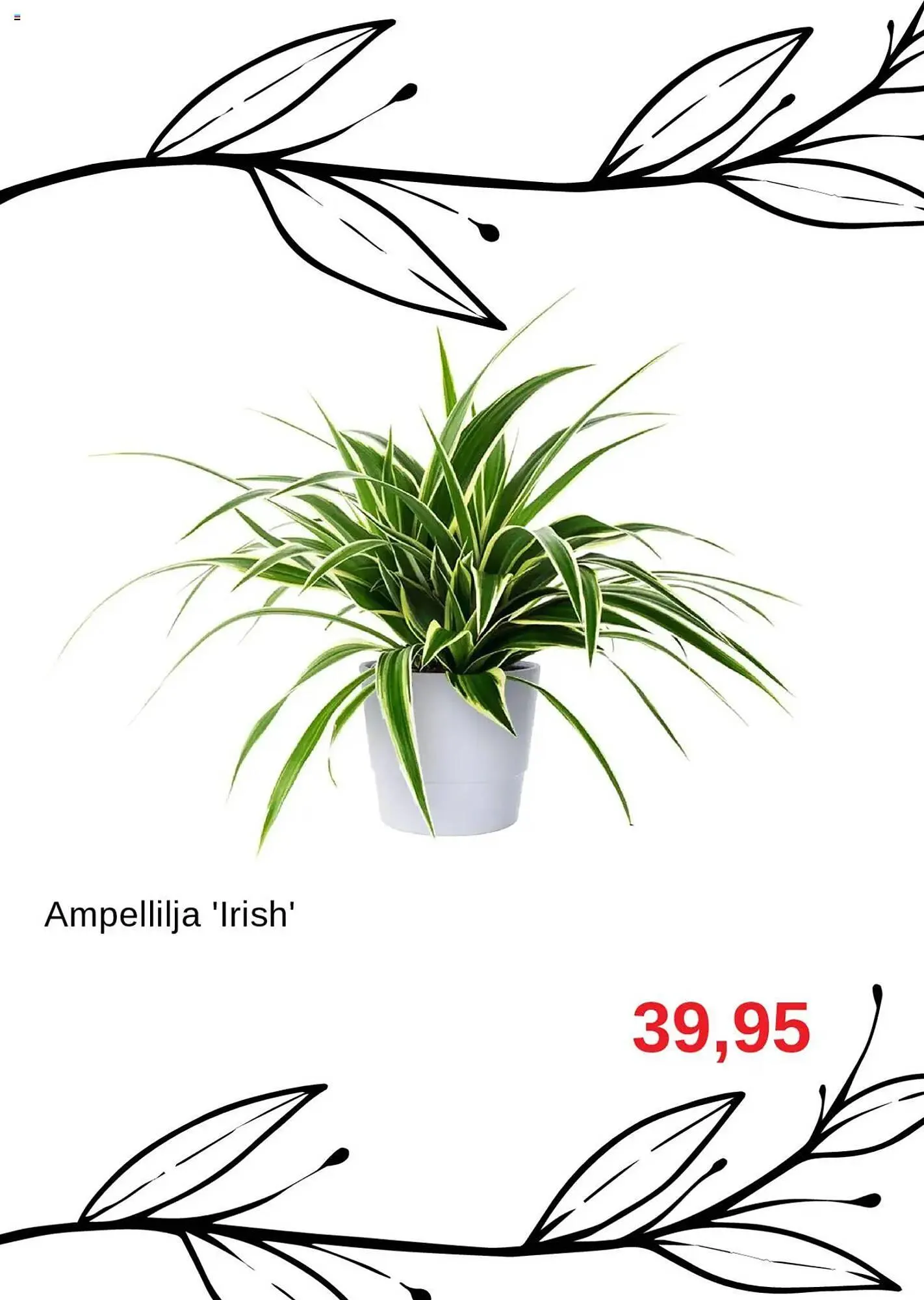 Blomsterlandet reklamblad från 11 augusti till 31 augusti 2025 - Reklamblad sidor 4