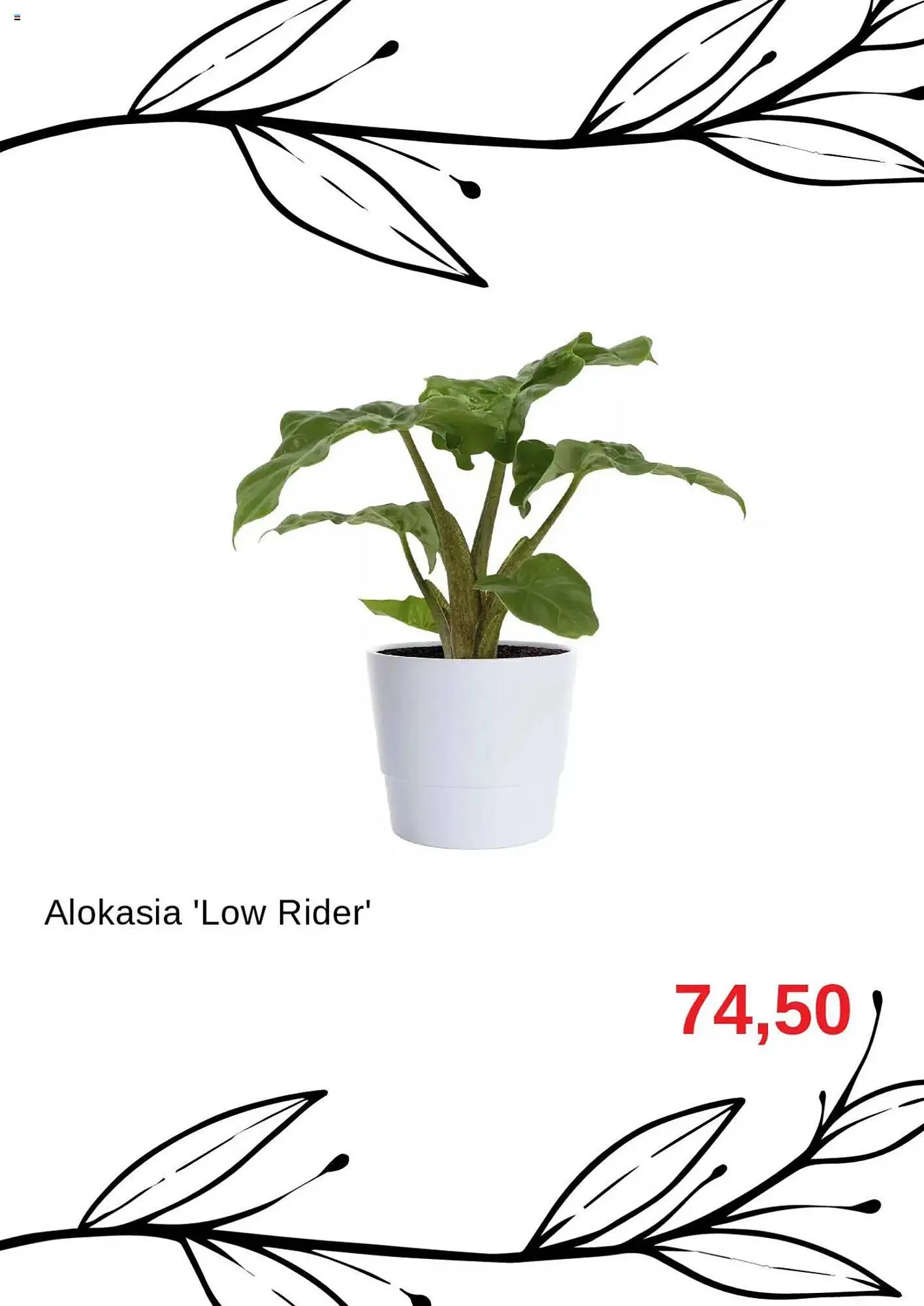 Blomsterlandet reklamblad från 11 augusti till 31 augusti 2025 - Reklamblad sidor 2