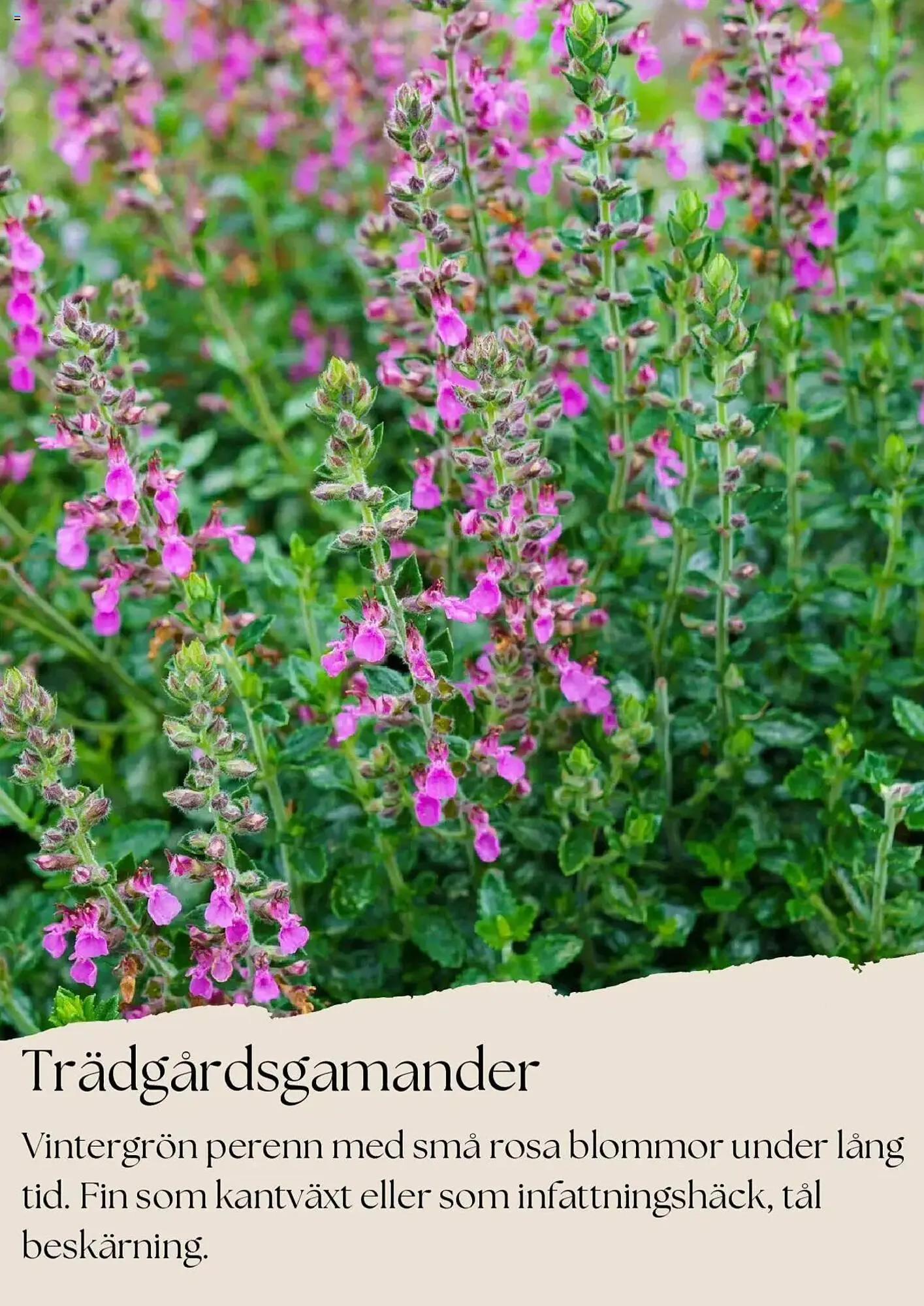 Plantagen reklamblad från 1 juli till 31 juli 2025 - Reklamblad sidor 5