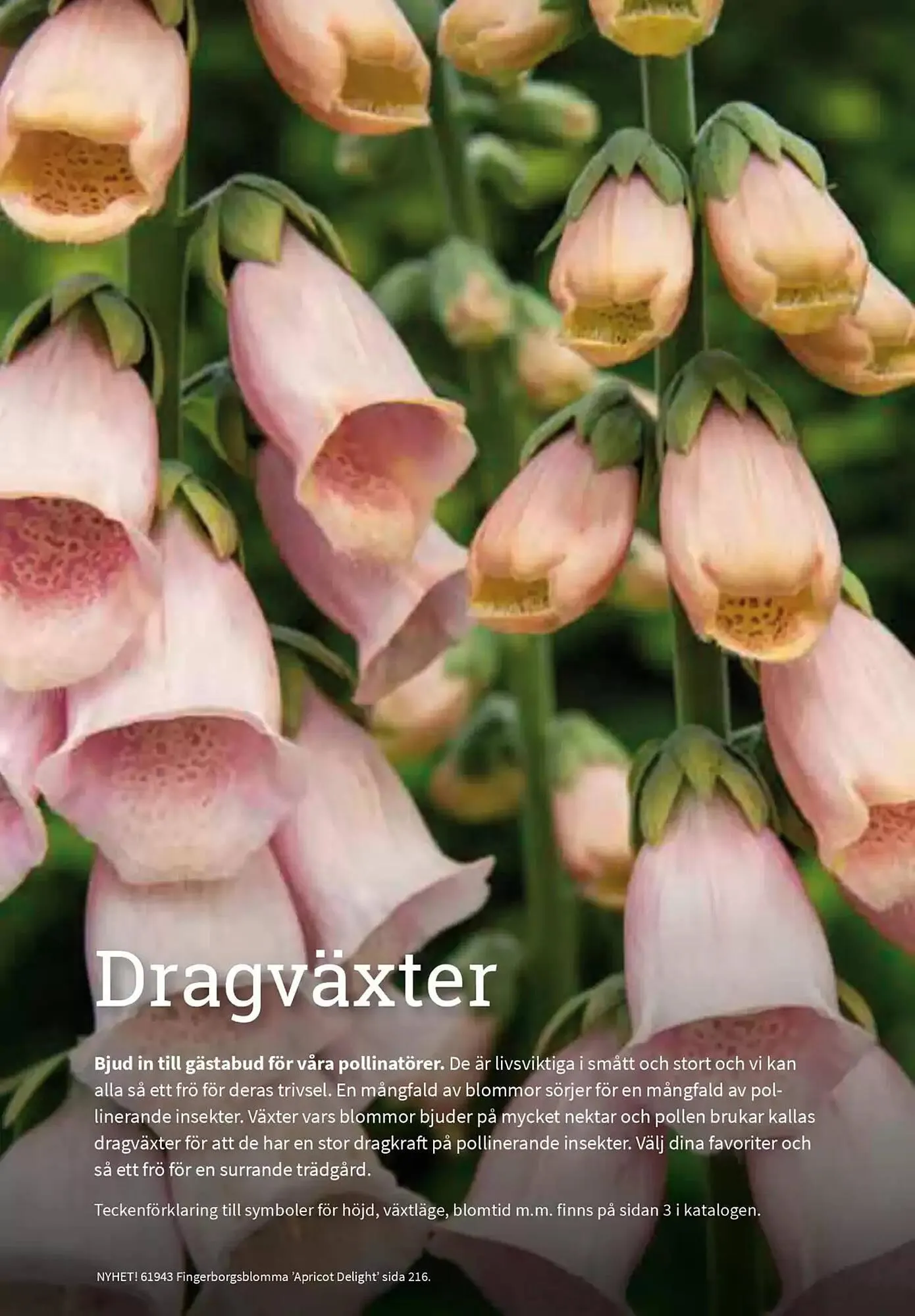 Impecta reklamblad från 23 januari till 31 december 2025 - Reklamblad sidor 203