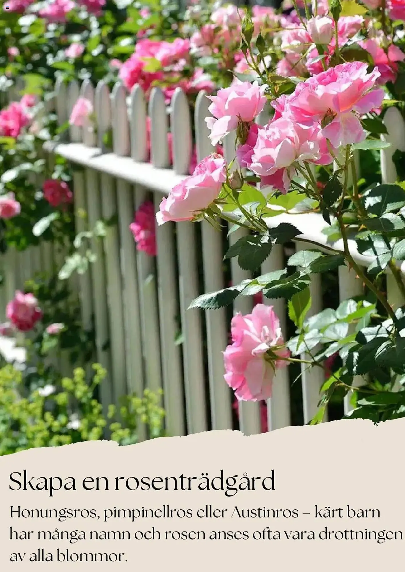 Plantagen reklamblad från 1 juni till 30 juni 2025 - Reklamblad sidor 6
