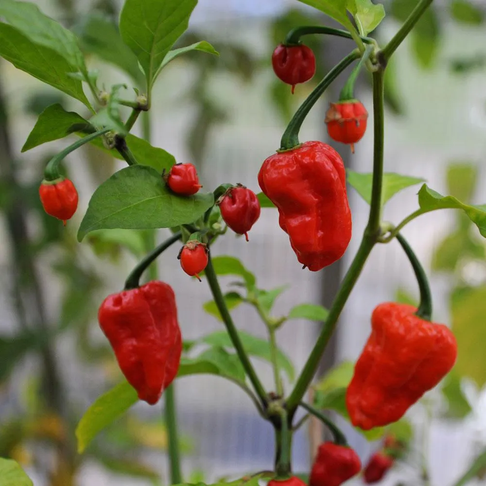 Havannapeppar 'Naga Jolokia'