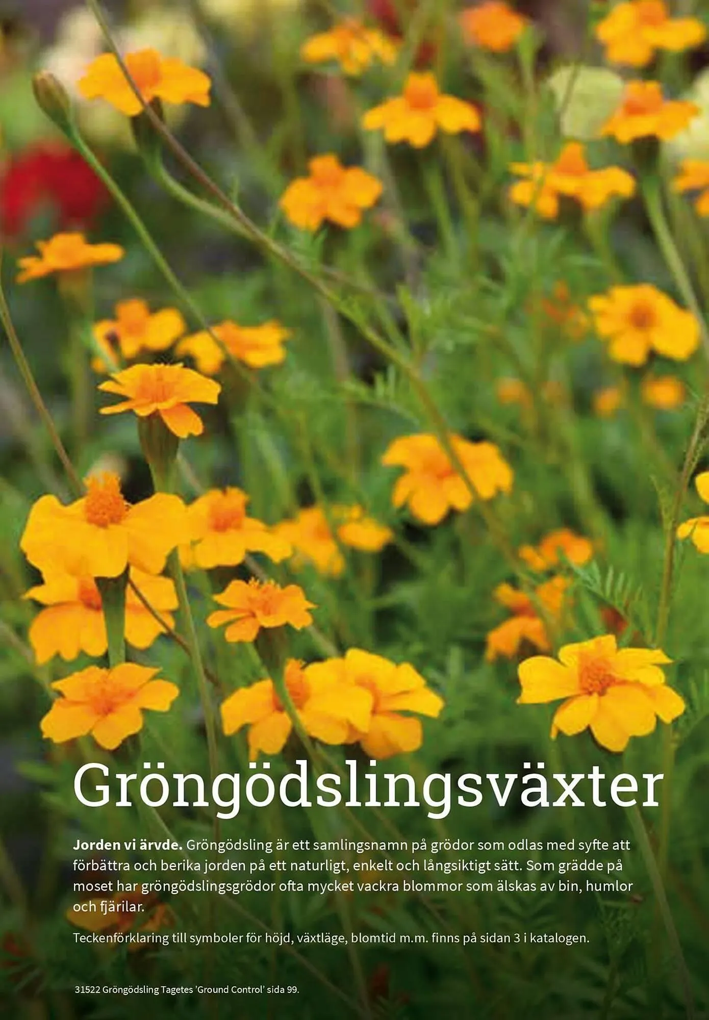 Granngården kampanjblad från 11 september till 31 december 2025 - Reklamblad sidor 97