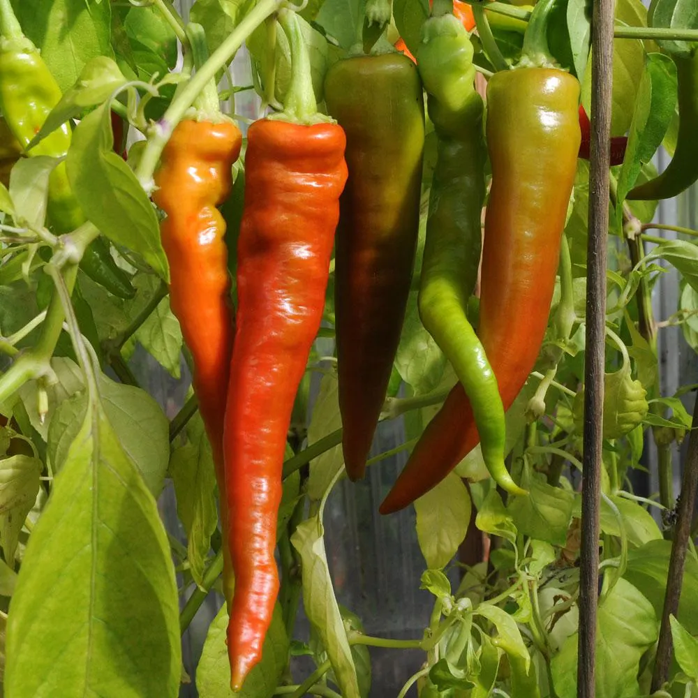 Chilipeppar 'Lombardo'