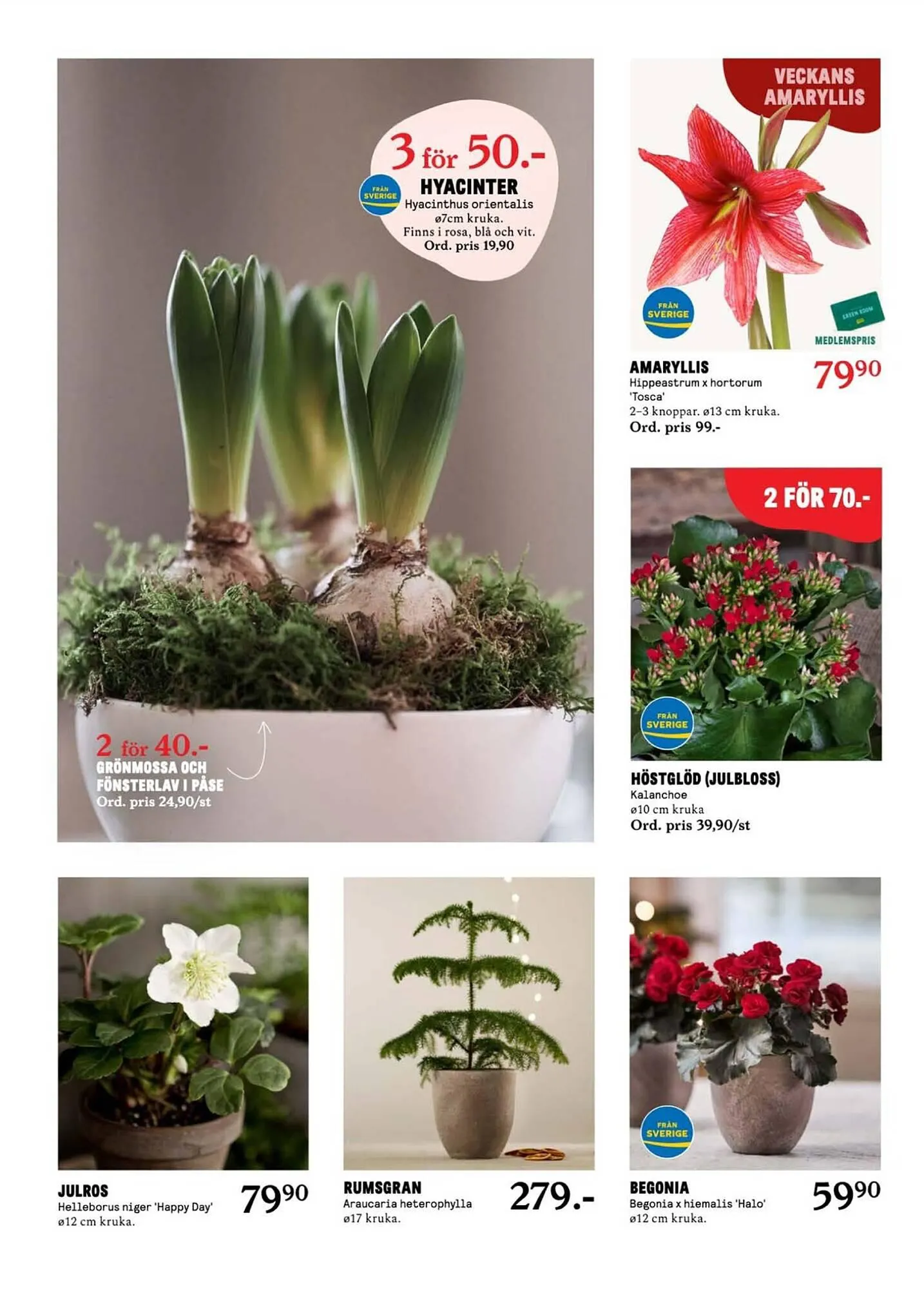 Blomsterlandet reklamblad från 20 november till 26 november 2023 - Reklamblad sidor 4