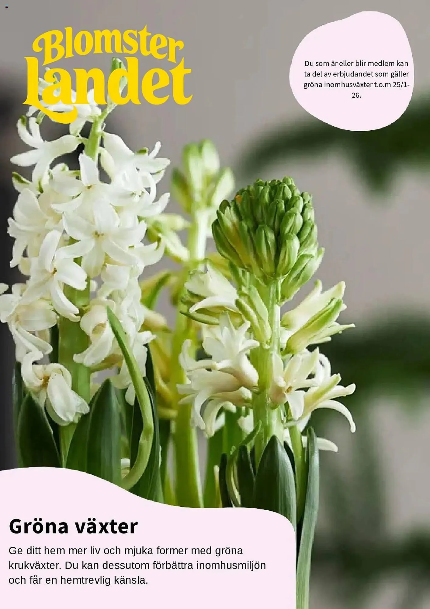 Blomsterlandet reklamblad från 15 januari till 26 januari 2026 - Reklamblad sidor 1