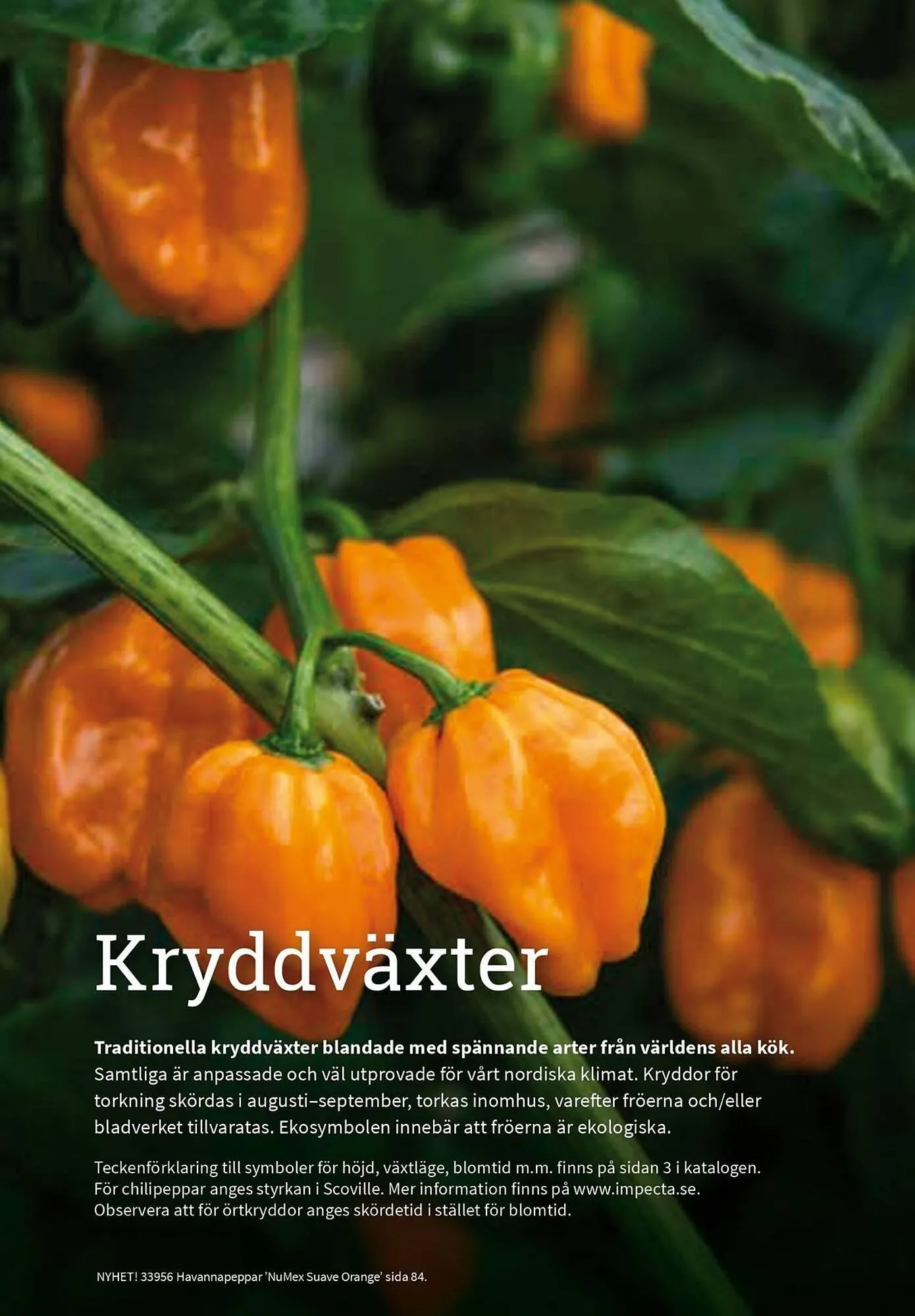 Granngården kampanjblad från 11 september till 31 december 2025 - Reklamblad sidor 79