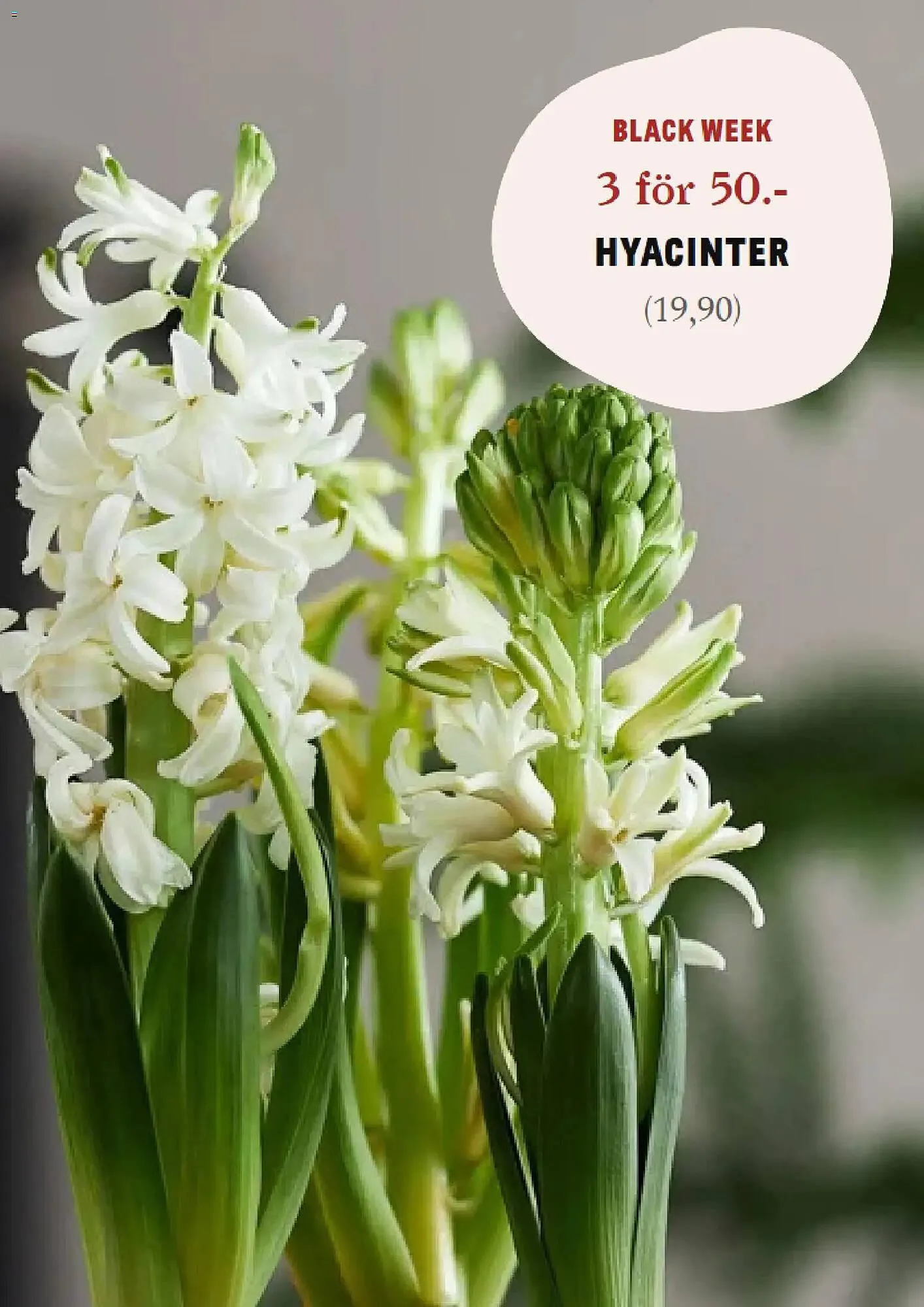 Blomsterlandet reklamblad från 24 november till 30 november 2025 - Reklamblad sidor 3