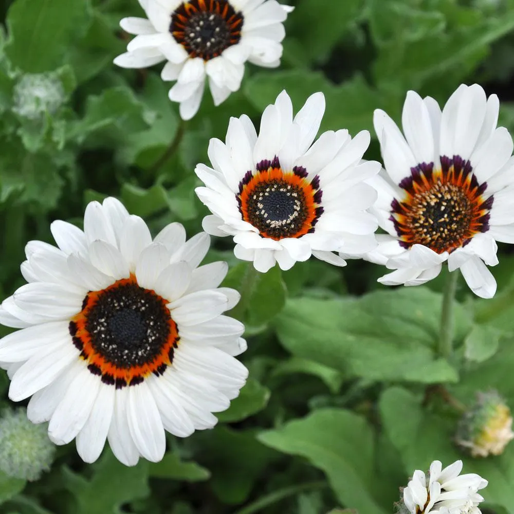 Antilopöga 'Zulu Prince'