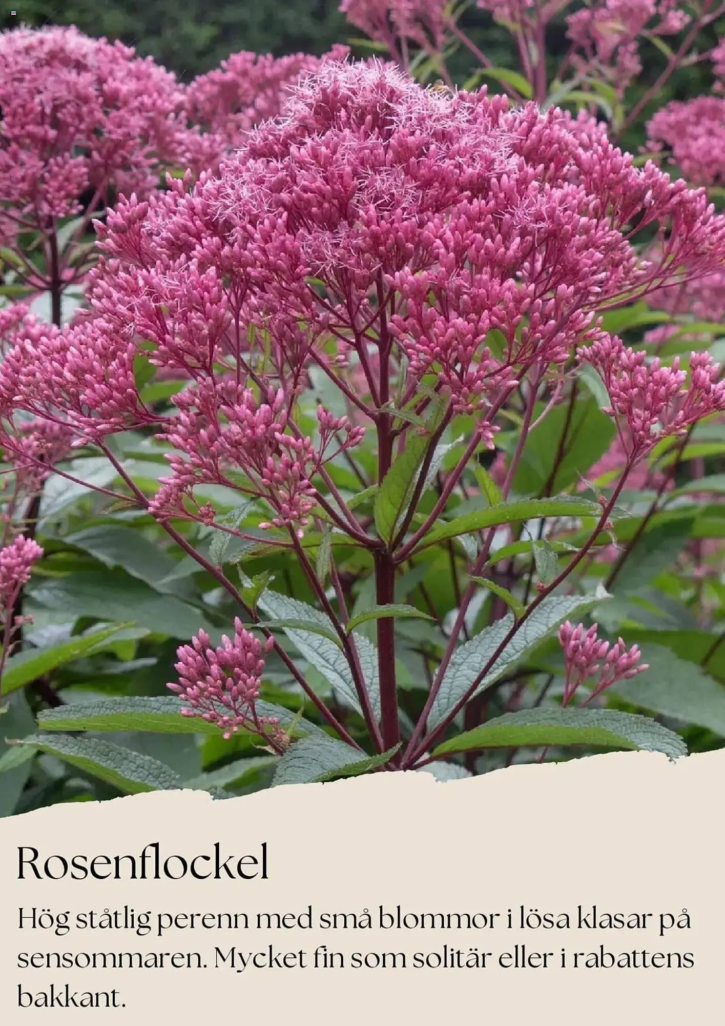 Plantagen reklamblad från 1 juli till 31 juli 2025 - Reklamblad sidor 6