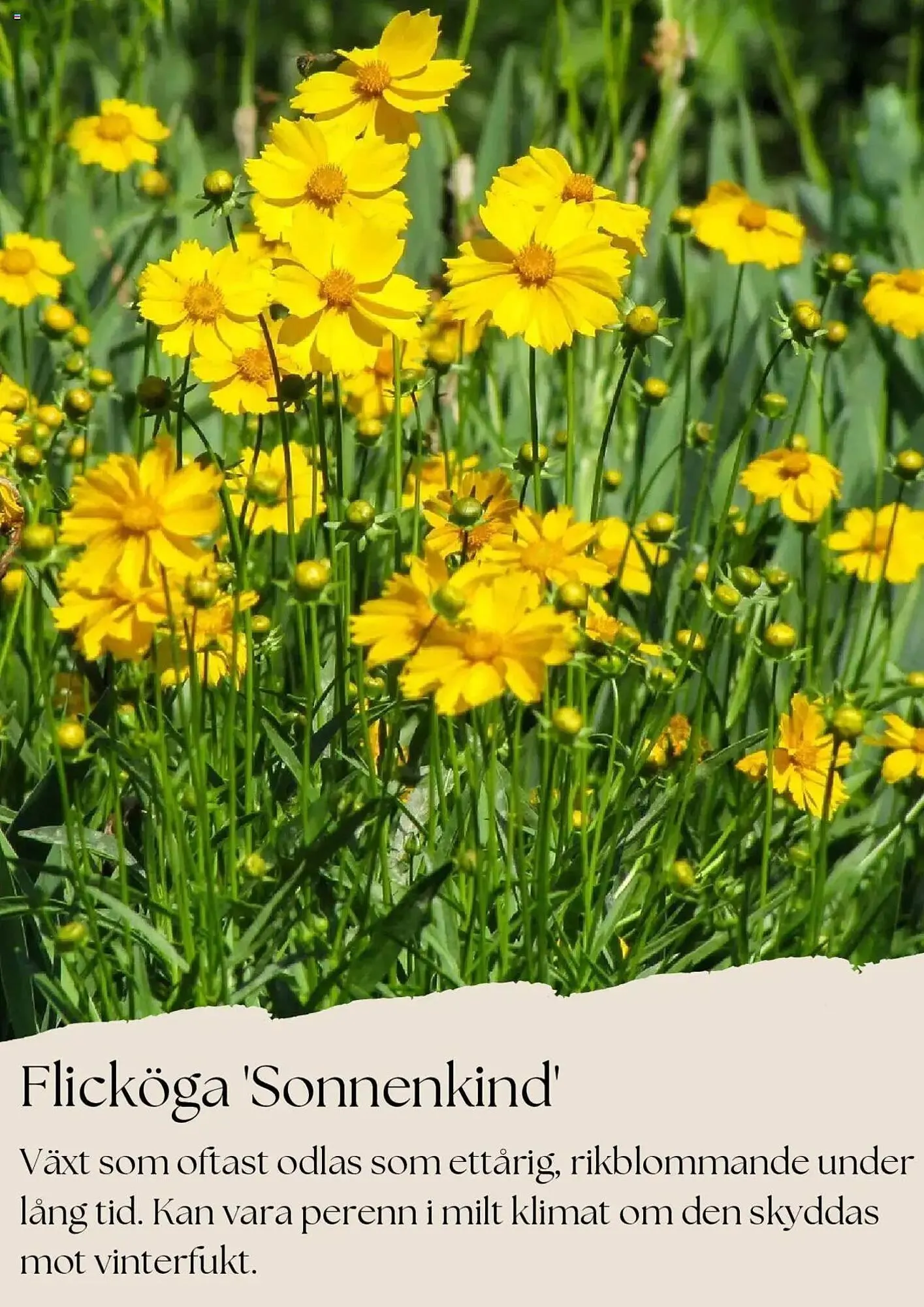 Plantagen reklamblad från 1 juli till 31 juli 2025 - Reklamblad sidor 2