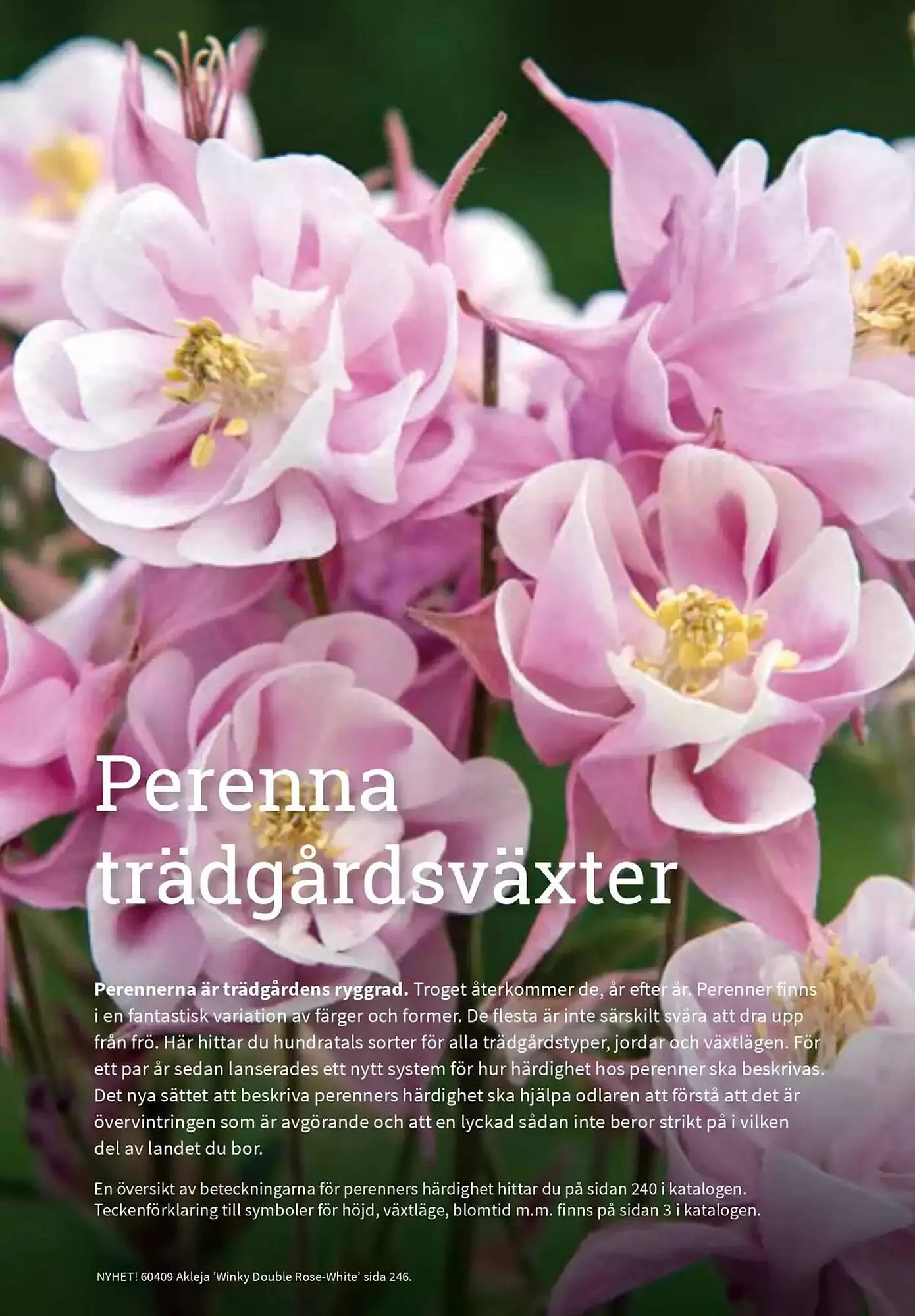 Impecta reklamblad från 23 januari till 31 december 2025 - Reklamblad sidor 239