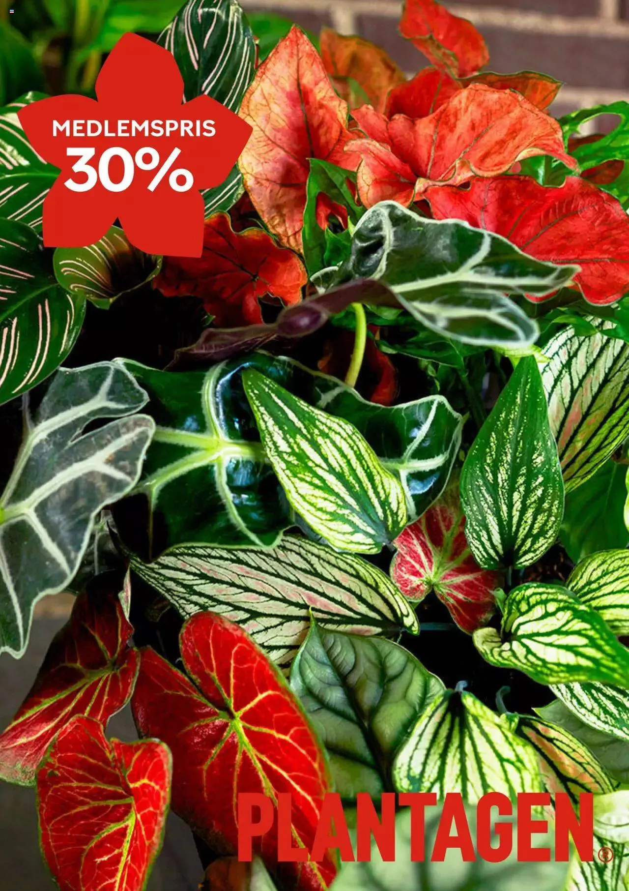 Plantagen - erbjudanden från 8 januari till 15 januari 2024 - Reklamblad sidor 