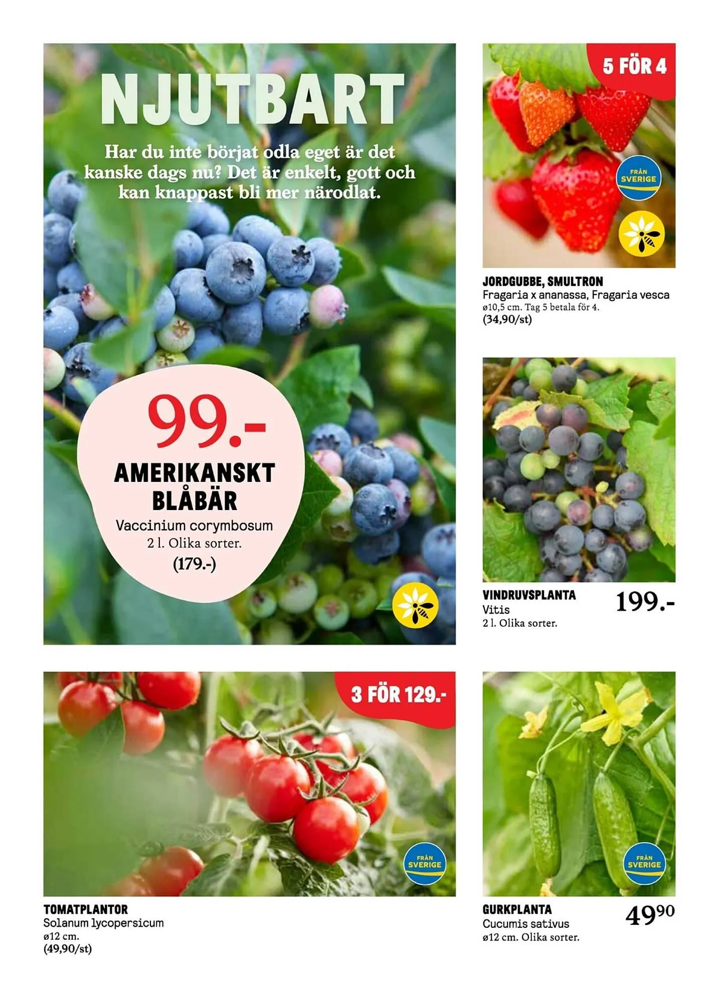 Blomsterlandet reklamblad från 12 maj till 18 maj 2025 - Reklamblad sidor 7
