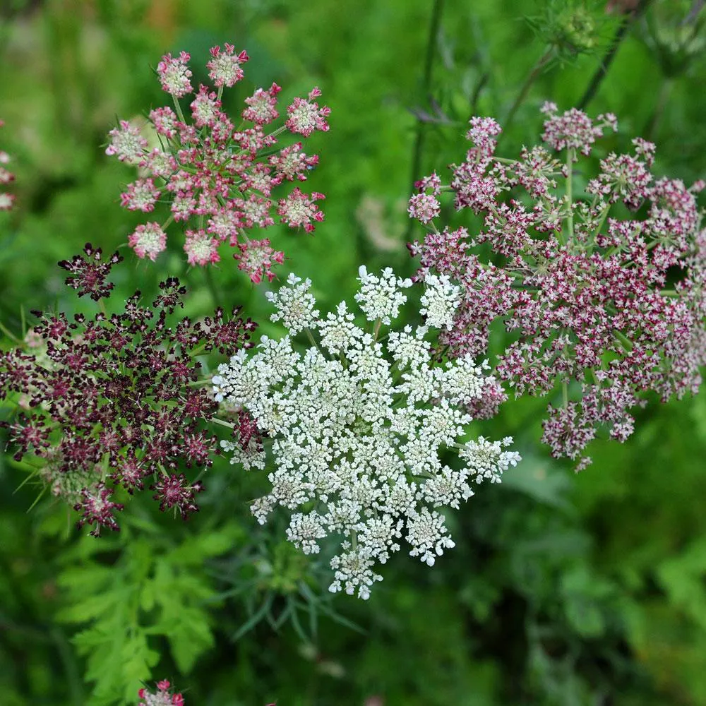 Blomstermorot 'Dara'