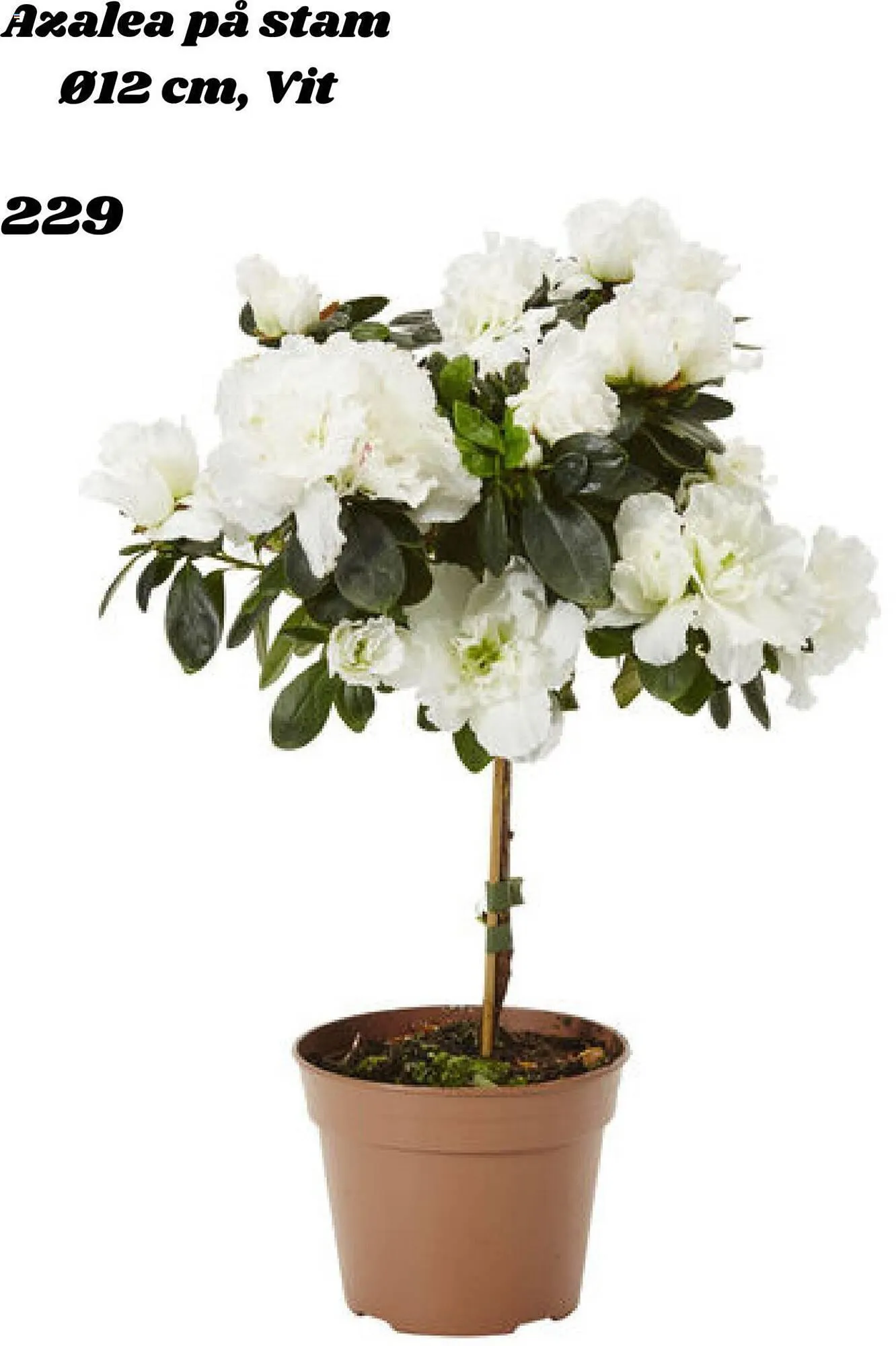 Plantagen reklamblad från 30 november till 17 december 2023 - Reklamblad sidor 8