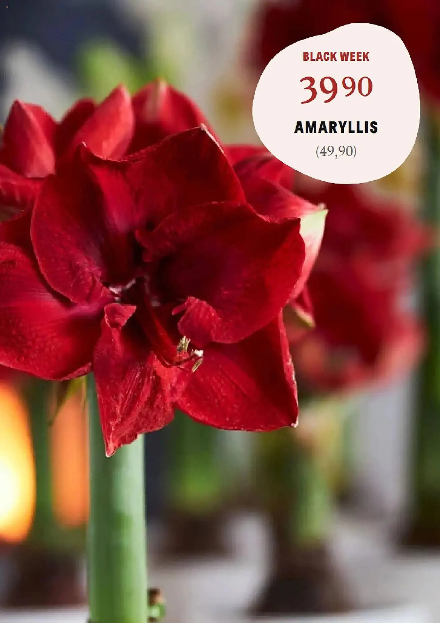 Blomsterlandet reklamblad från 24 november till 30 november 2025 - Reklamblad sidor 2