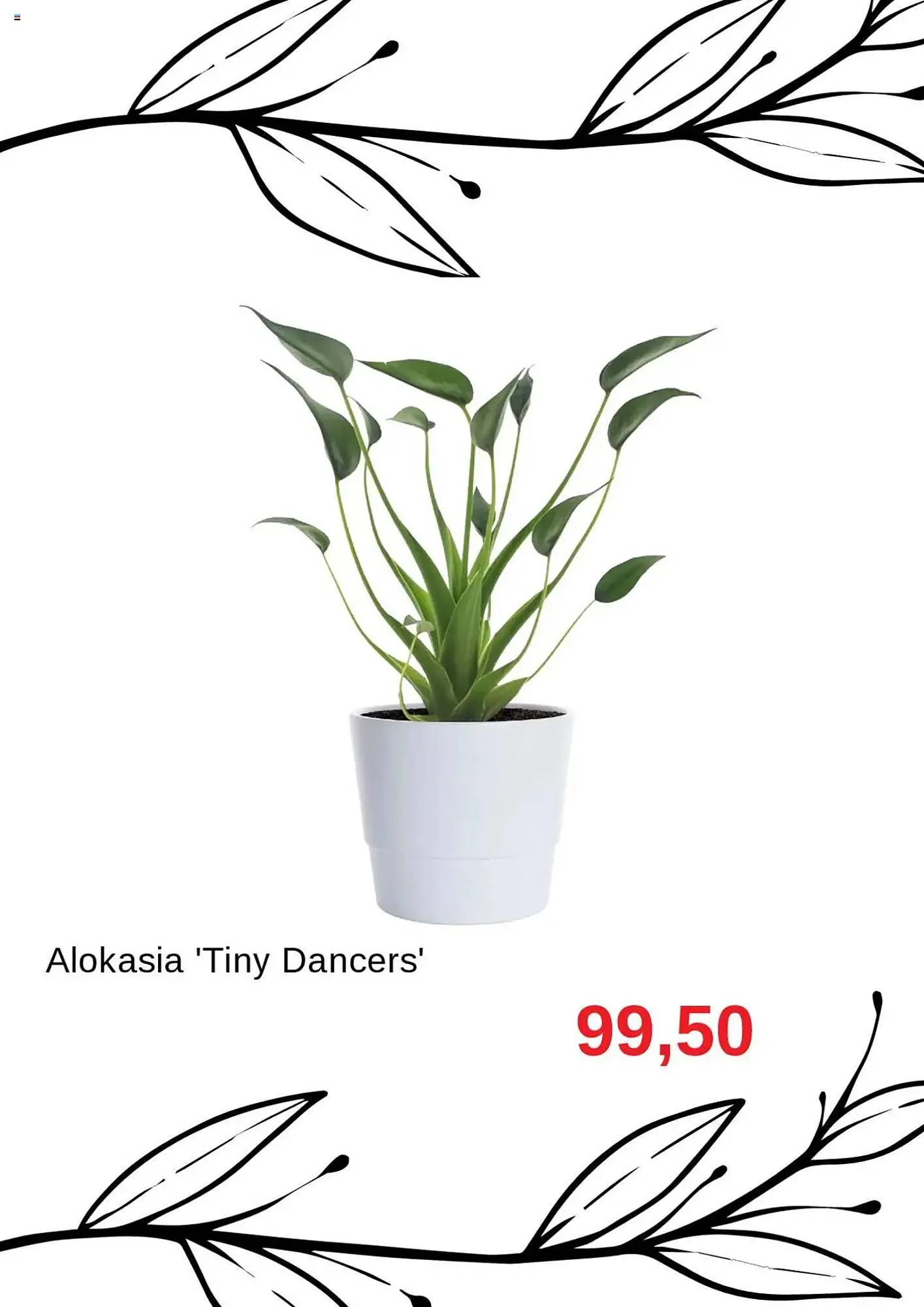 Blomsterlandet reklamblad från 11 augusti till 31 augusti 2025 - Reklamblad sidor 3