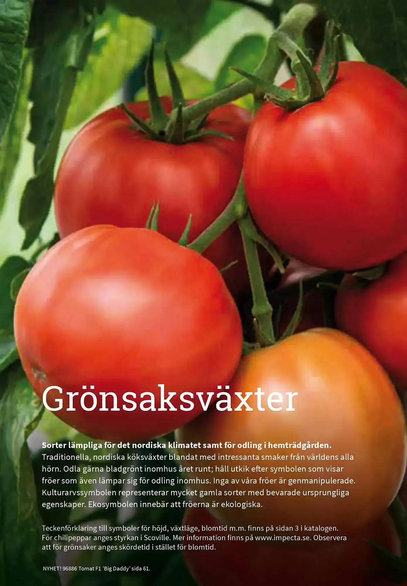 Impecta reklamblad från 23 januari till 31 december 2025 - Reklamblad sidor 13