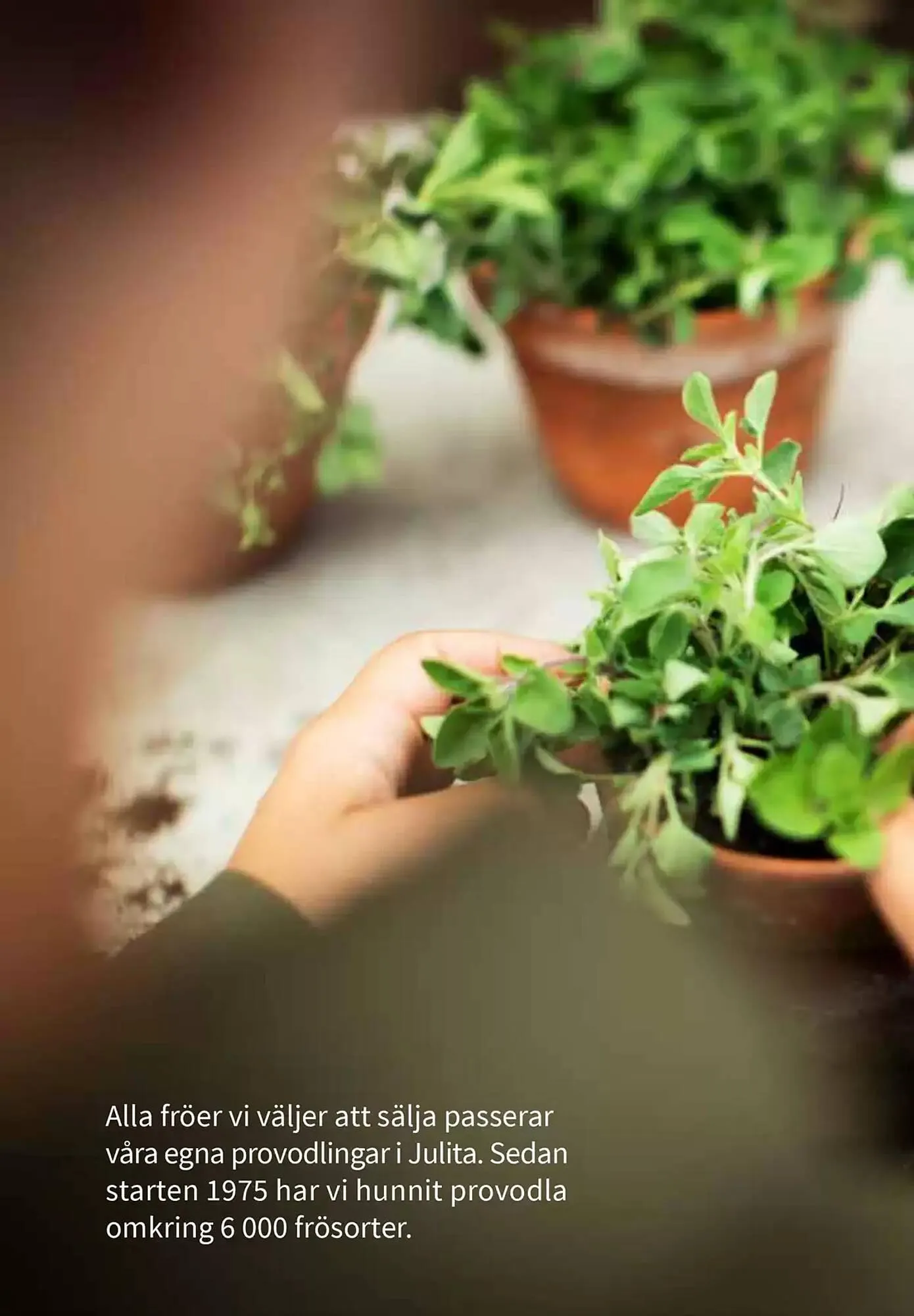 Impecta reklamblad från 23 januari till 31 december 2025 - Reklamblad sidor 342