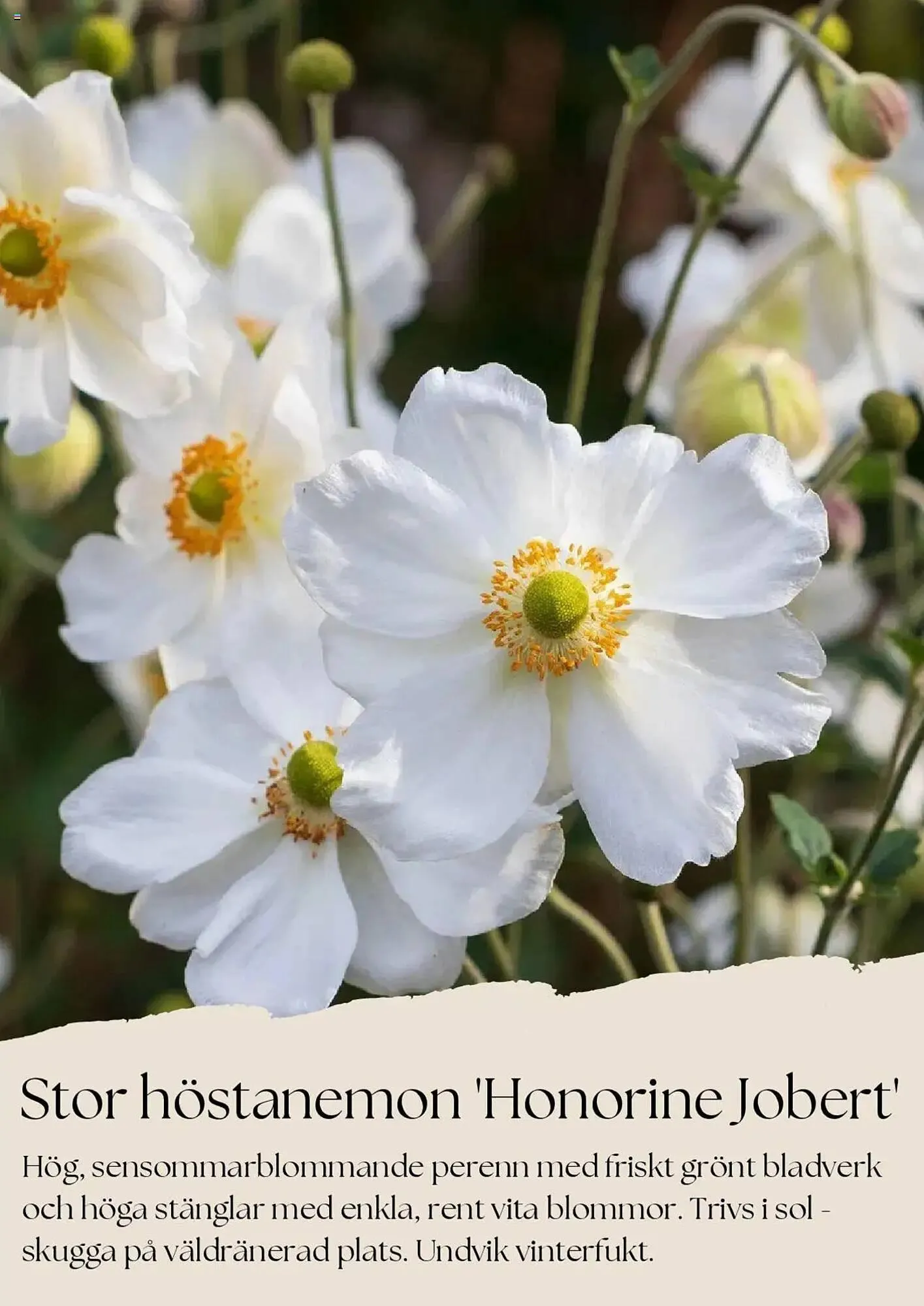 Plantagen reklamblad från 1 augusti till 31 augusti 2025 - Reklamblad sidor 6