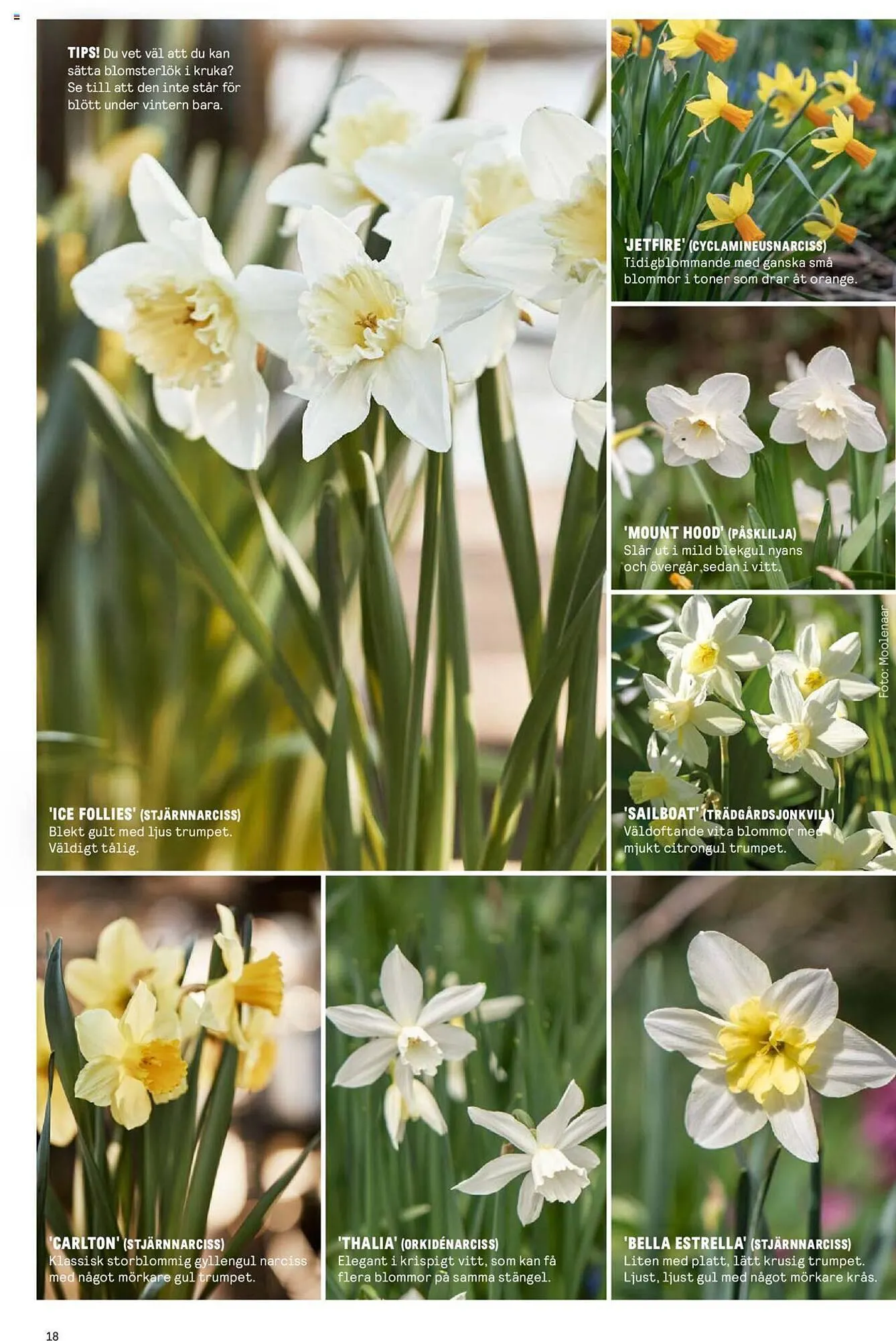 Blomsterlandet reklamblad från 25 september till 1 oktober 2023 - Reklamblad sidor 18