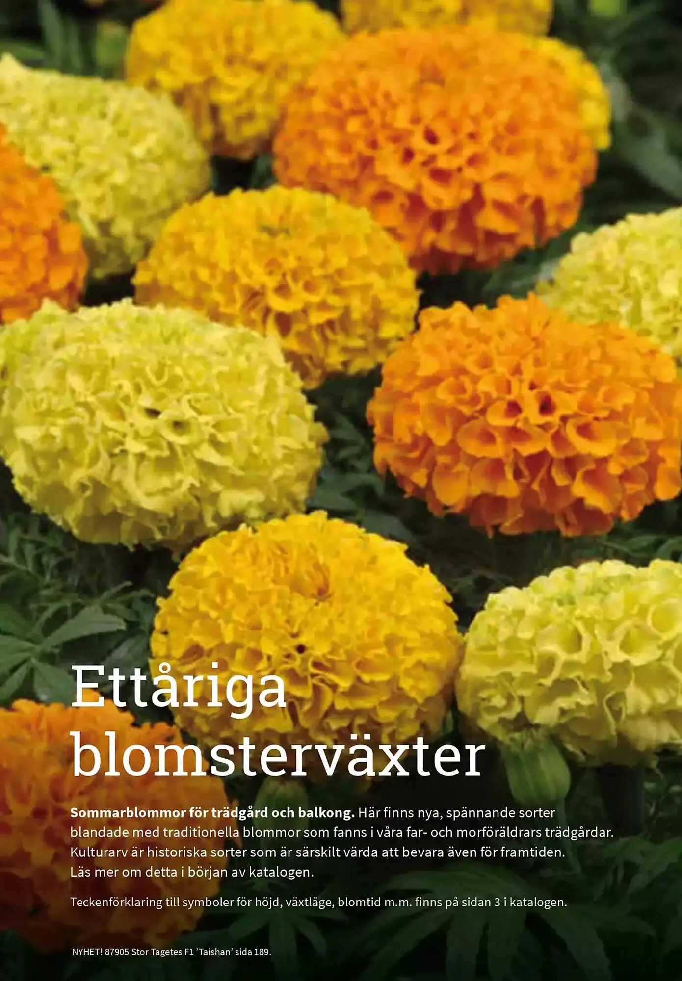 Impecta reklamblad från 23 januari till 31 december 2025 - Reklamblad sidor 101