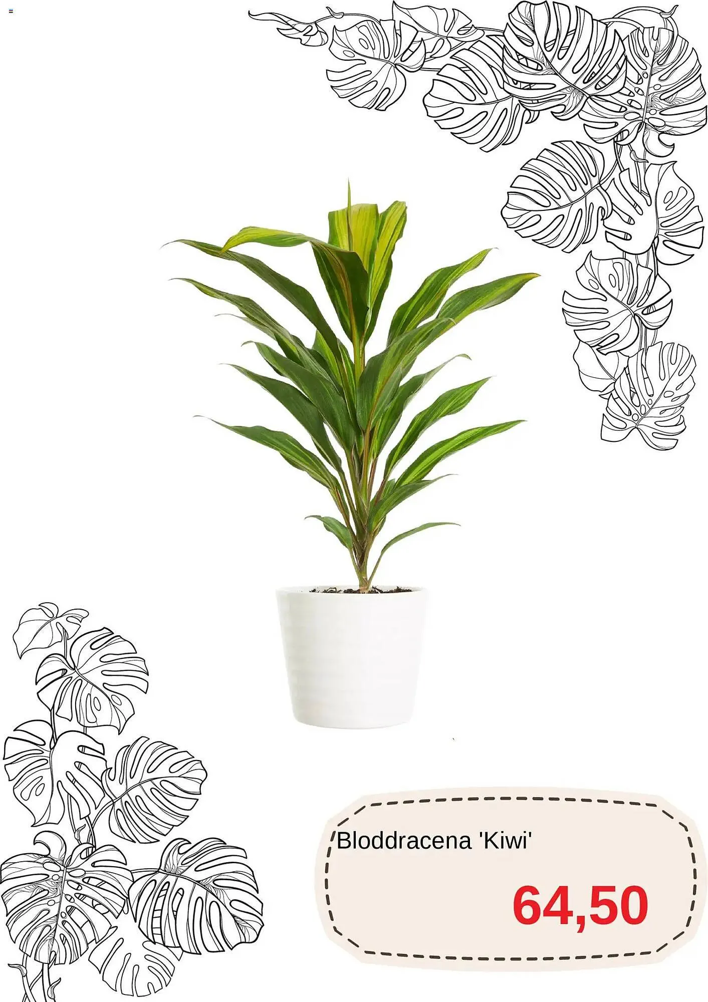 Blomsterlandet reklamblad från 15 januari till 26 januari 2026 - Reklamblad sidor 6