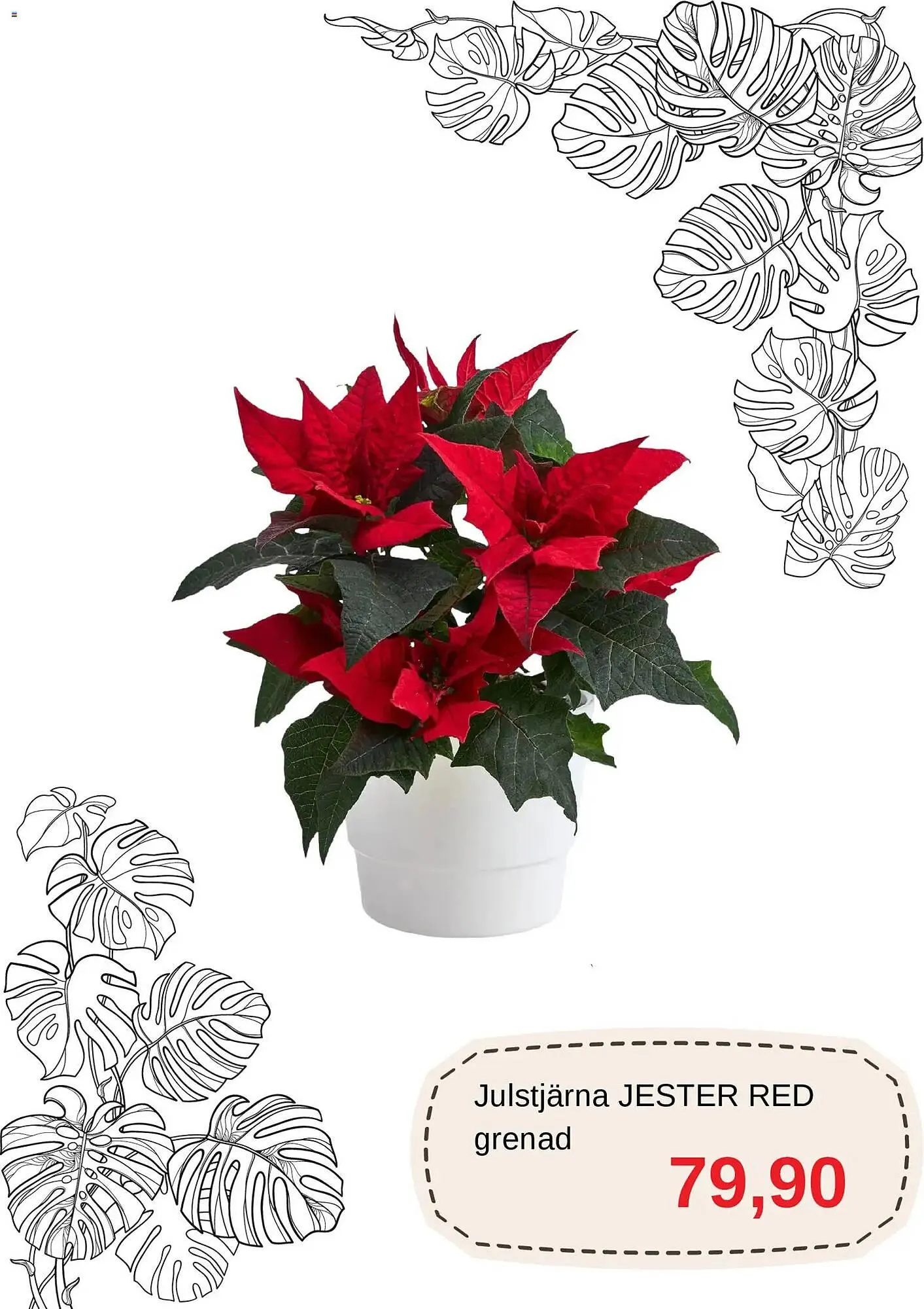 Blomsterlandet reklamblad från 1 december till 31 december 2025 - Reklamblad sidor 3