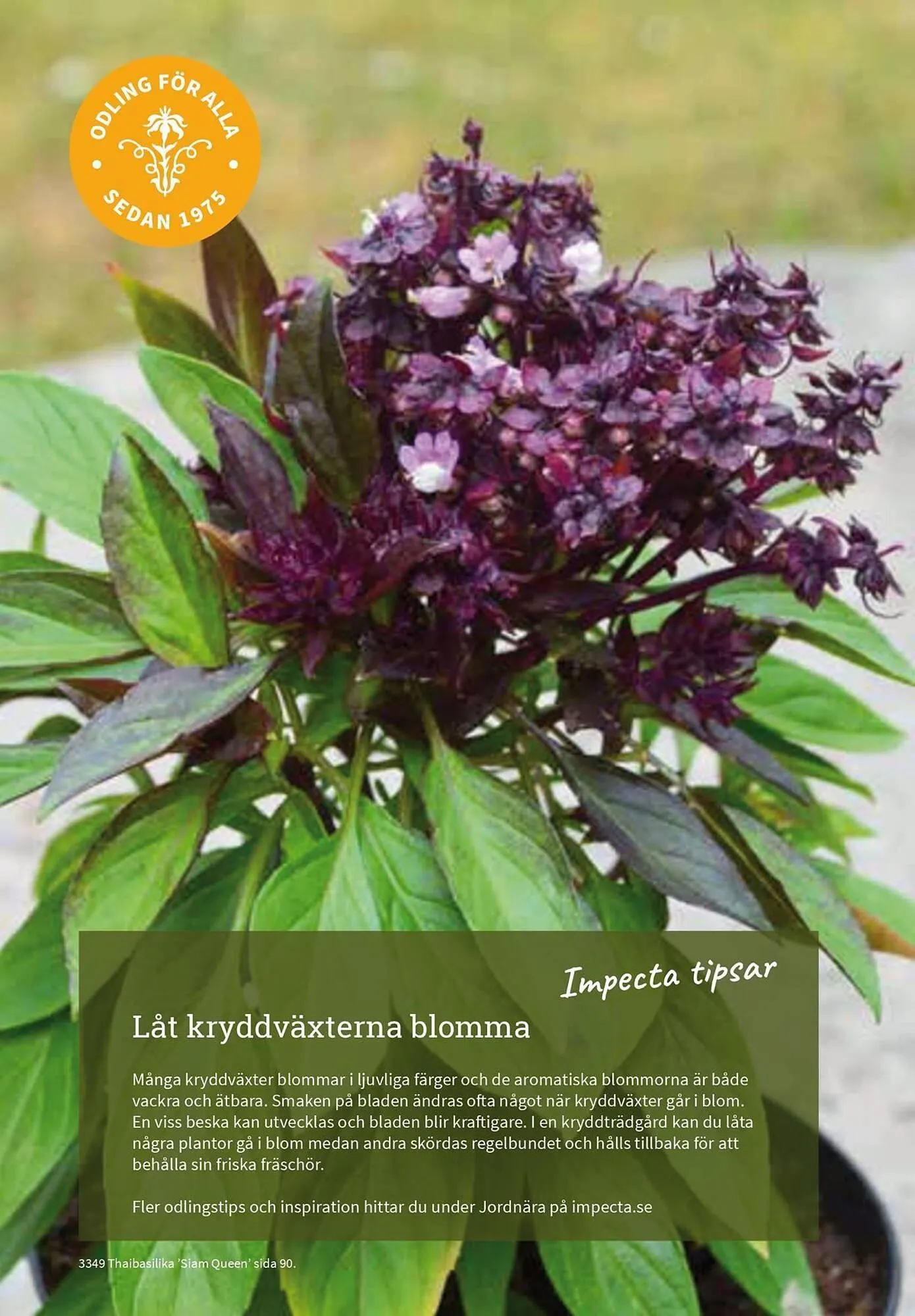Granngården kampanjblad från 11 september till 31 december 2025 - Reklamblad sidor 96