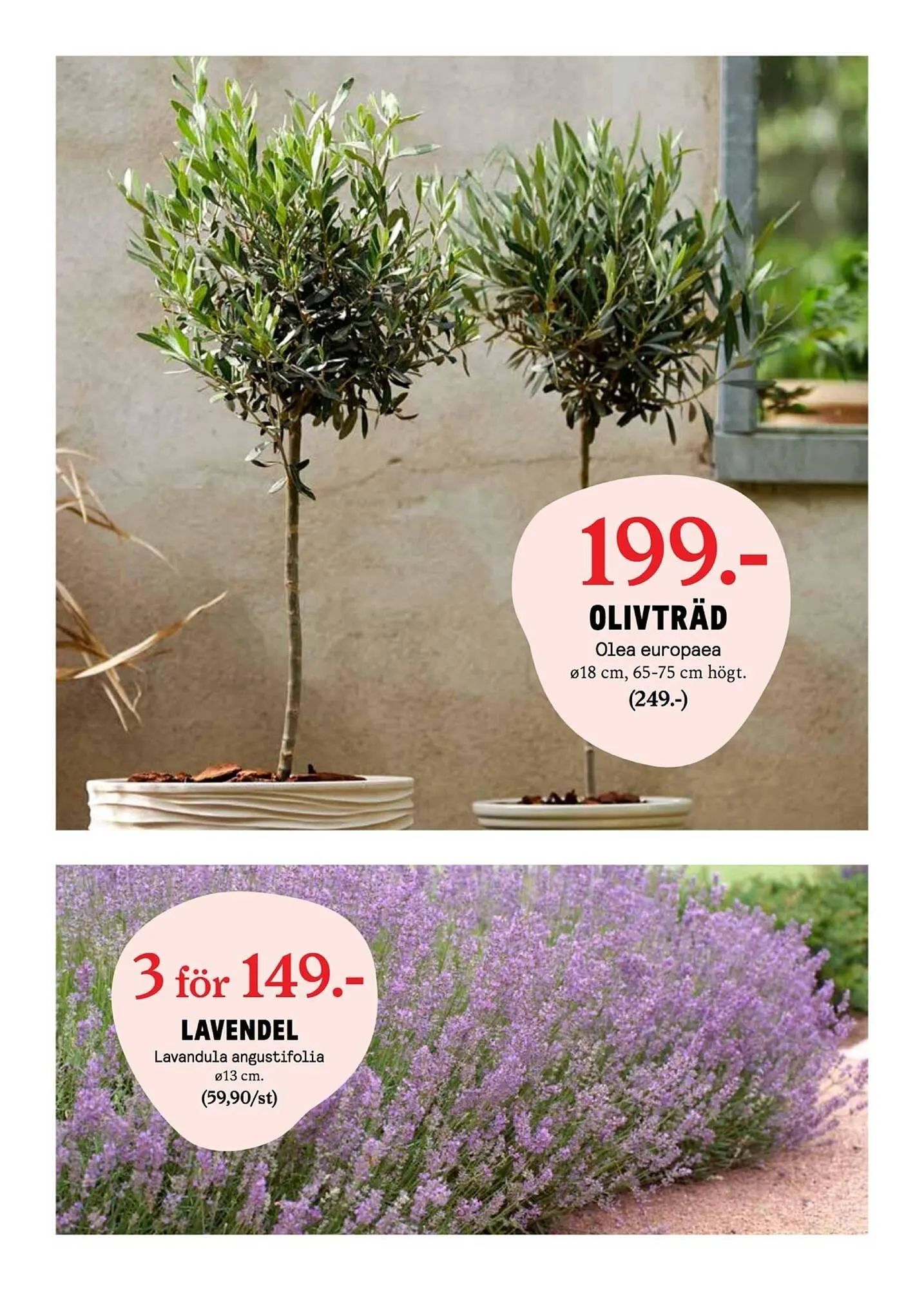 Blomsterlandet reklamblad från 12 maj till 18 maj 2025 - Reklamblad sidor 6