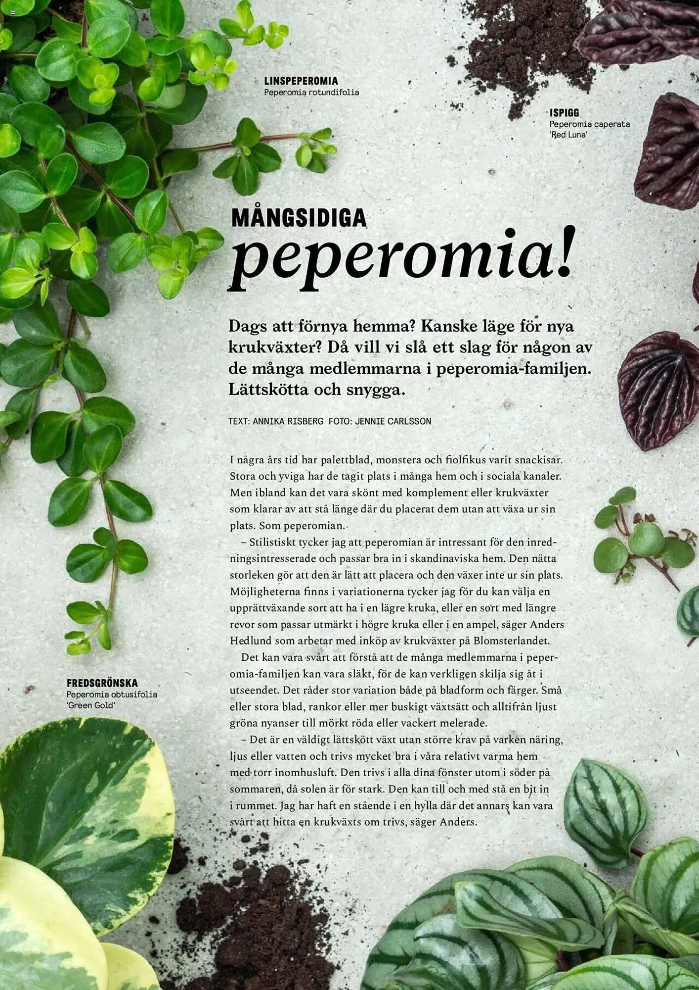 Blomsterlandet reklamblad från 25 september till 1 oktober 2023 - Reklamblad sidor 12