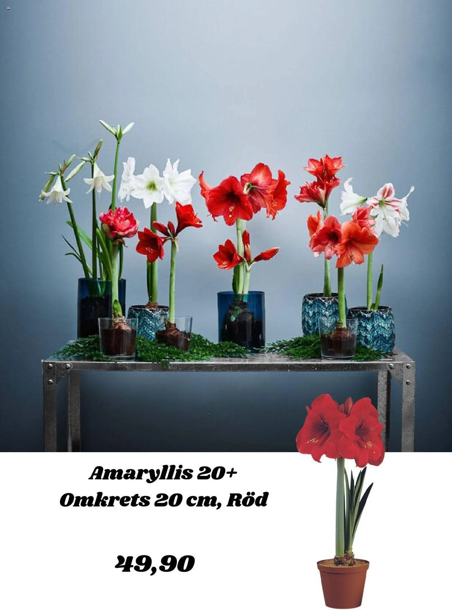 Plantagen reklamblad från 30 november till 17 december 2023 - Reklamblad sidor 3