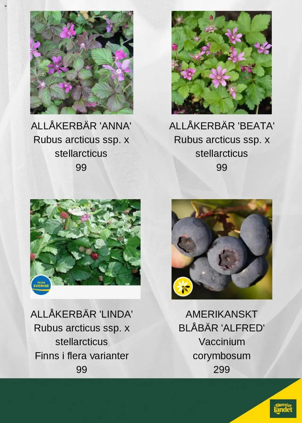 Blomsterlandet - erbjudanden från 8 juli till 31 december 2024 - Reklamblad sidor 4