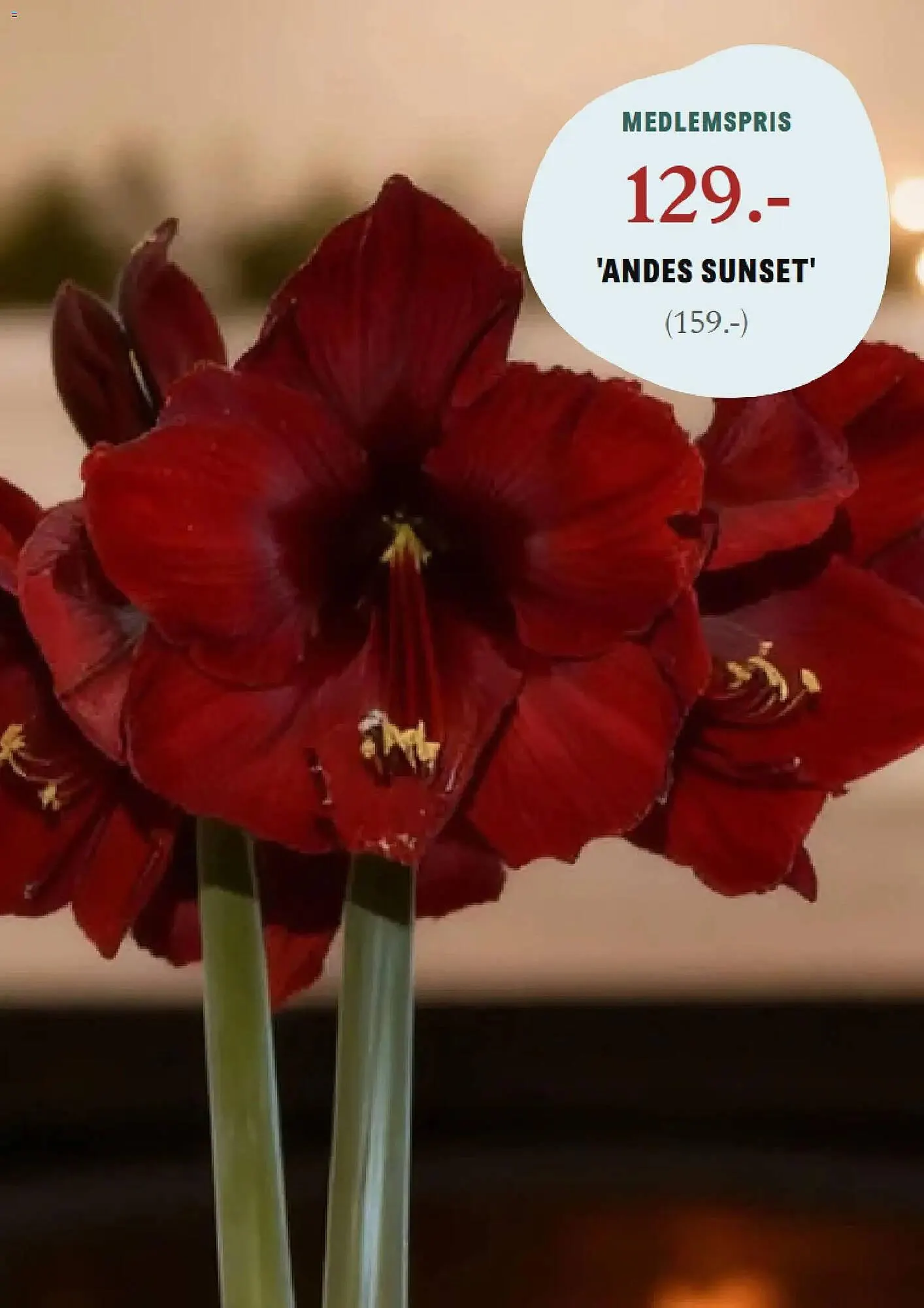 Blomsterlandet reklamblad från 24 november till 30 november 2025 - Reklamblad sidor 7