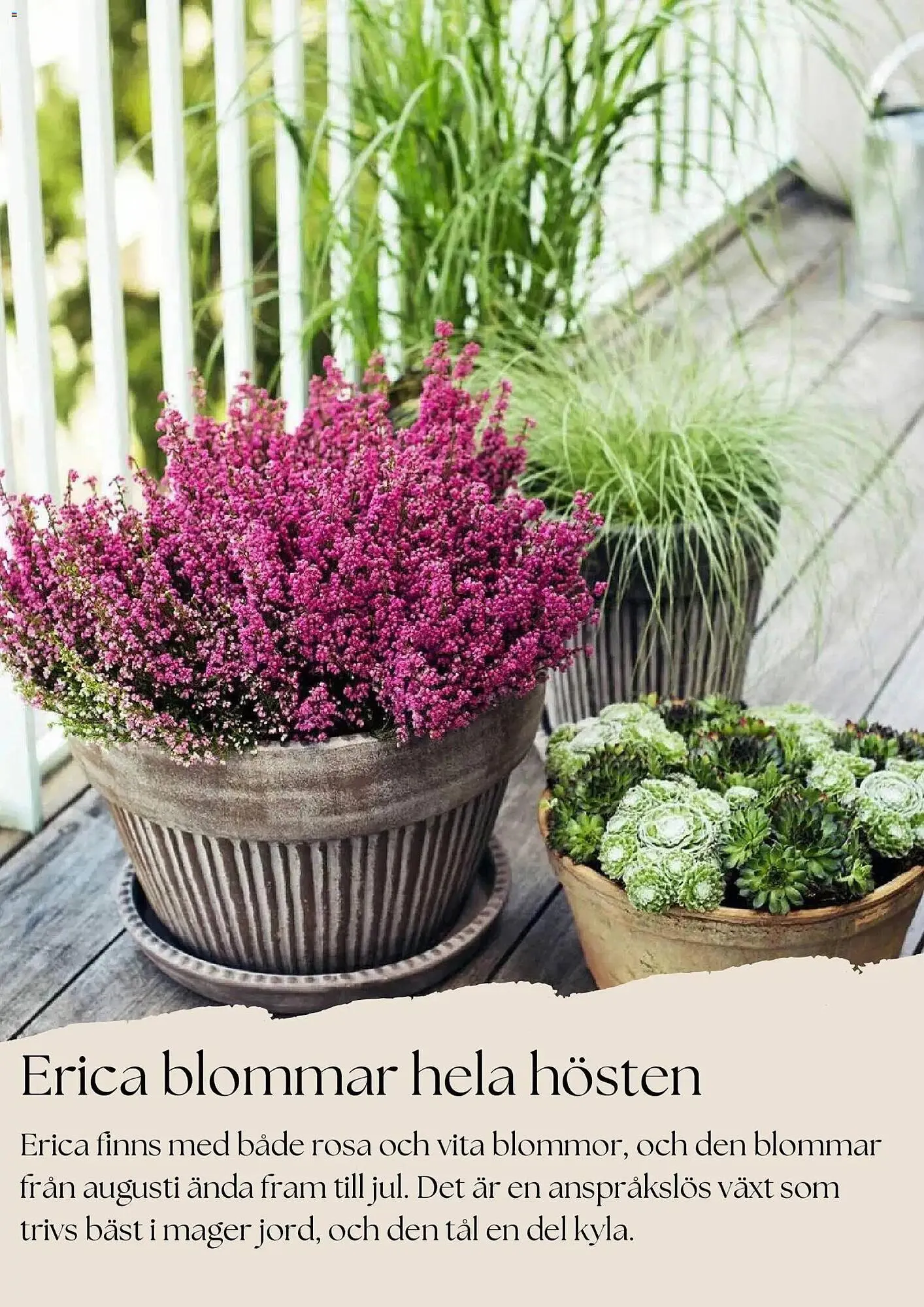Plantagen annonsblad från 27 oktober till 26 november 2025 - Reklamblad sidor 6