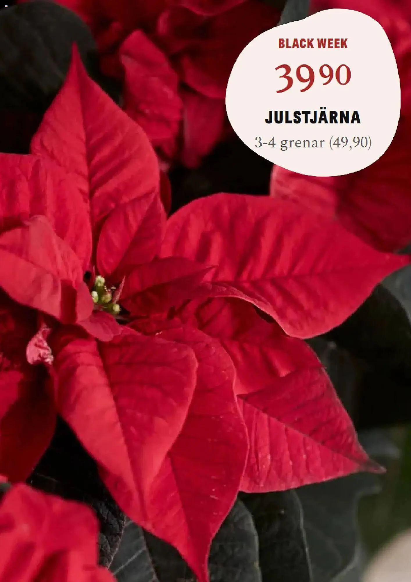 Blomsterlandet reklamblad från 24 november till 30 november 2025 - Reklamblad sidor 4