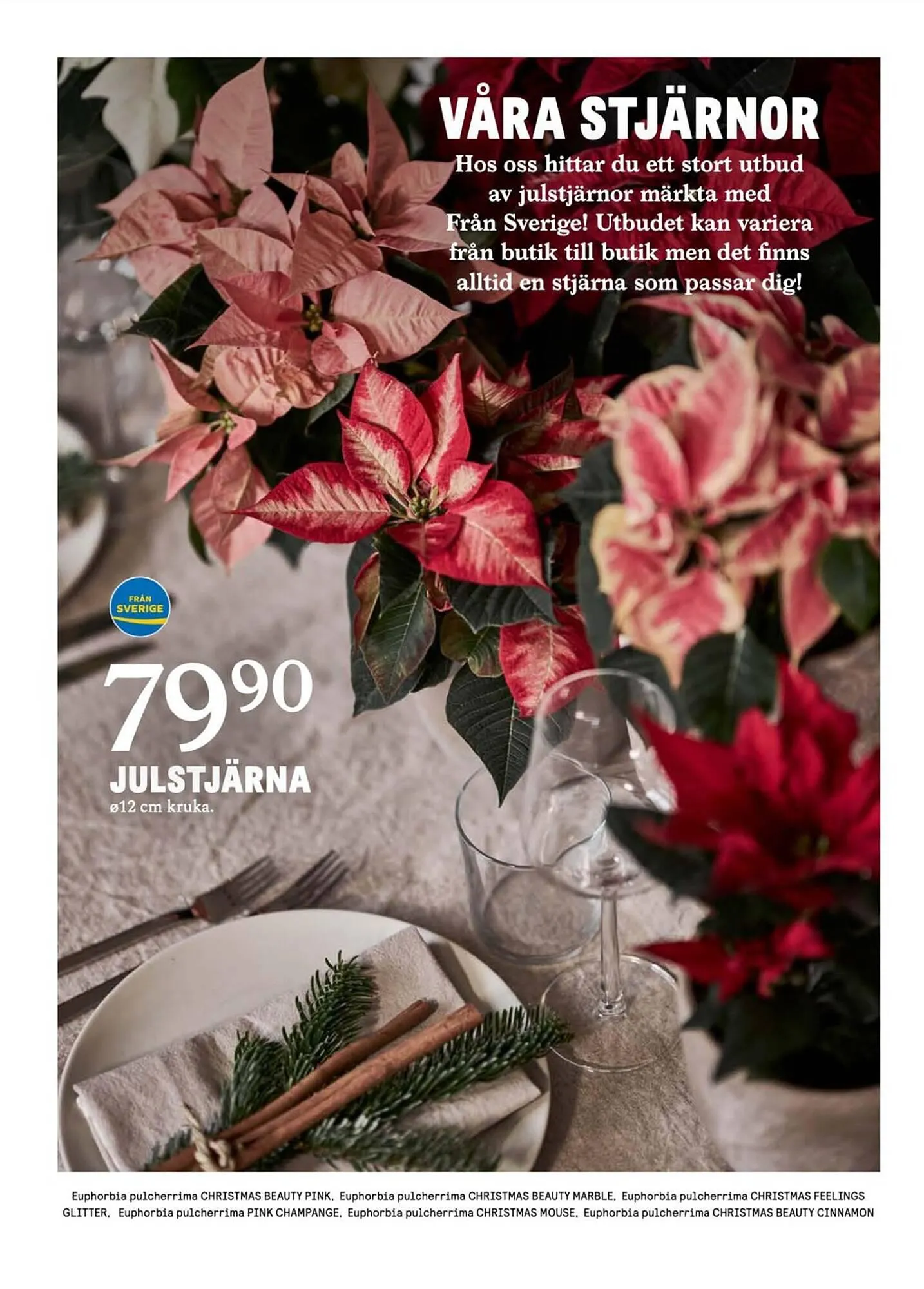 Blomsterlandet reklamblad från 20 november till 26 november 2023 - Reklamblad sidor 2