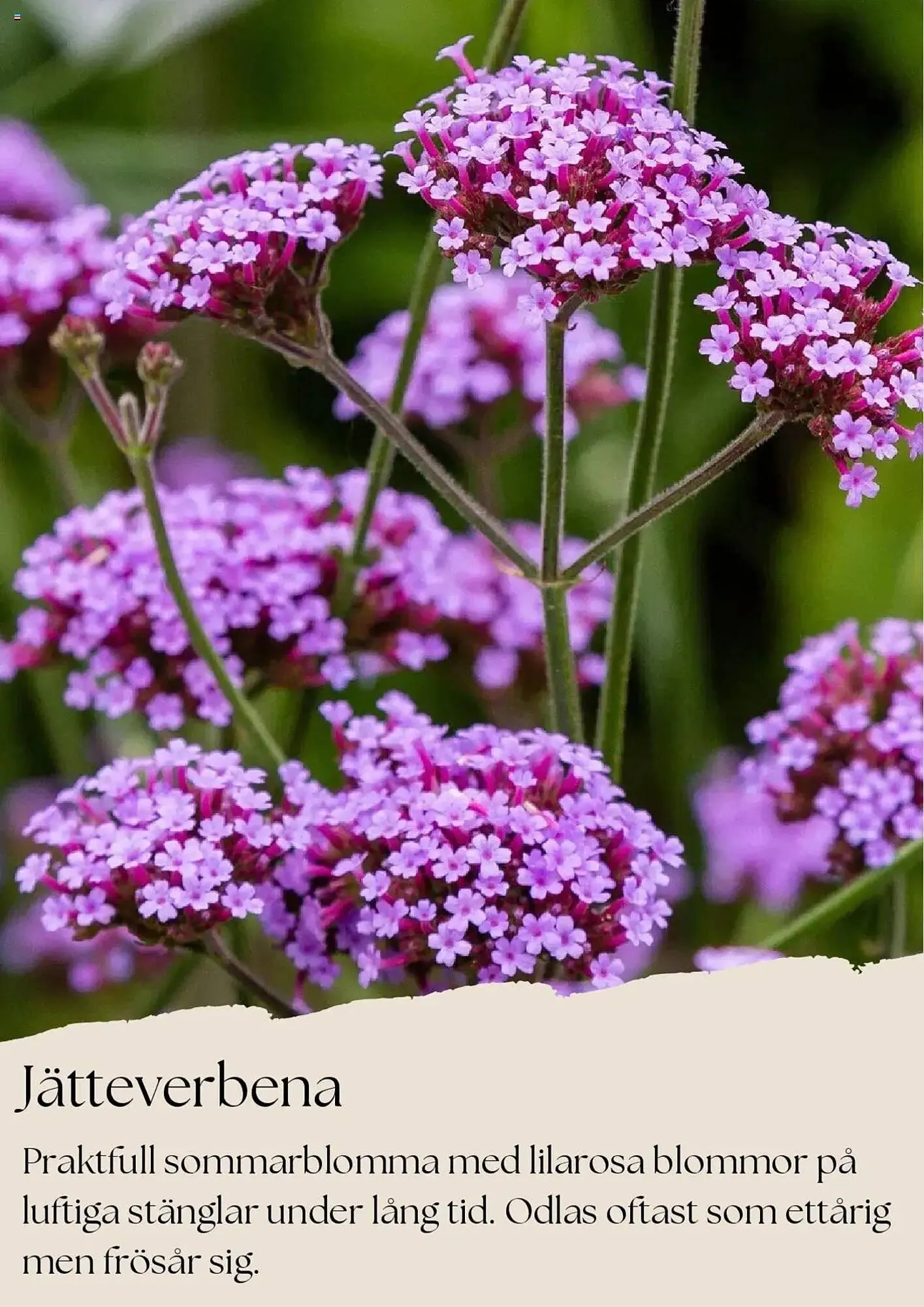 Plantagen reklamblad från 1 juli till 31 juli 2025 - Reklamblad sidor 8