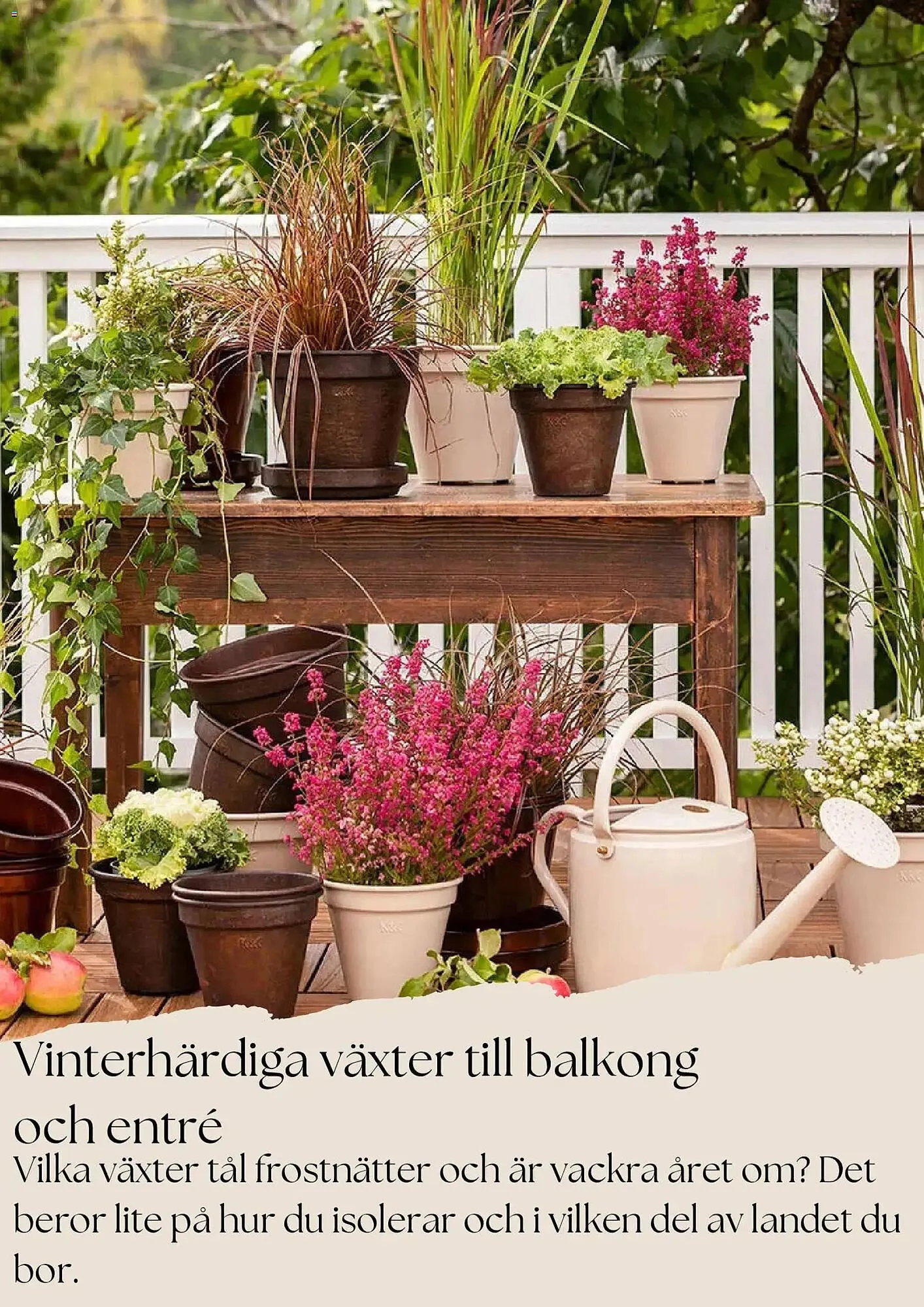 Plantagen annonsblad från 27 oktober till 26 november 2025 - Reklamblad sidor 7