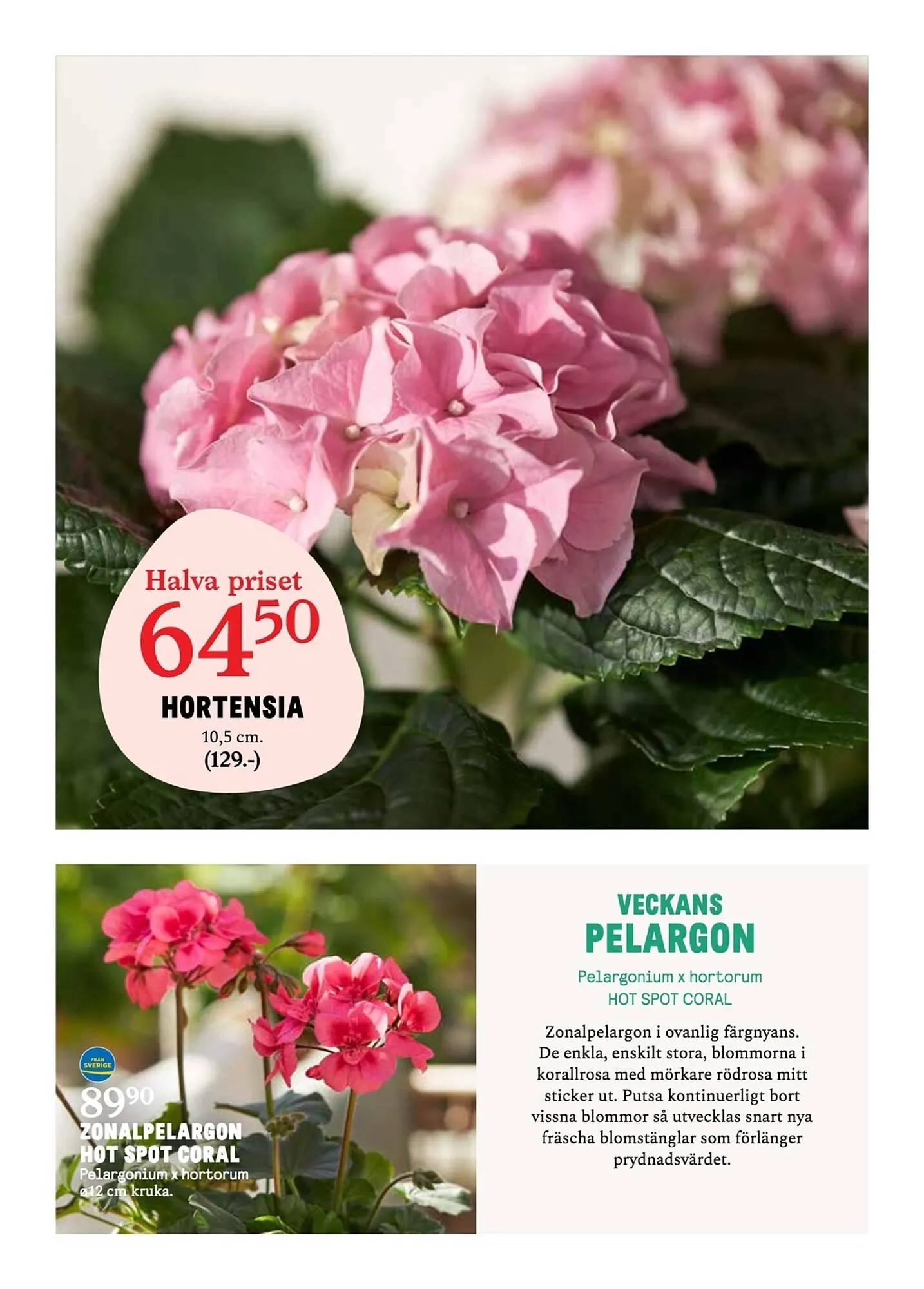Blomsterlandet reklamblad från 31 mars till 6 april 2025 - Reklamblad sidor 2